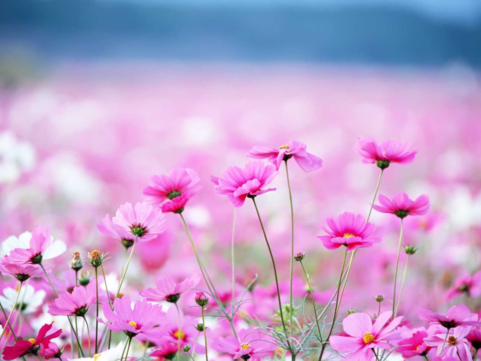 Download mobile wallpaper Flowers, Flower, Earth for free.