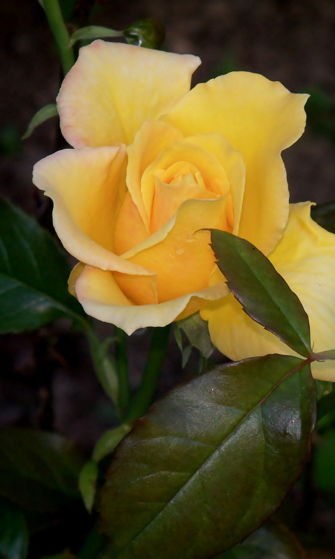Скачать картинку Цветок, Роза, Бутон, Земля/природа, Желтая Роза, Флауэрсы в телефон бесплатно.