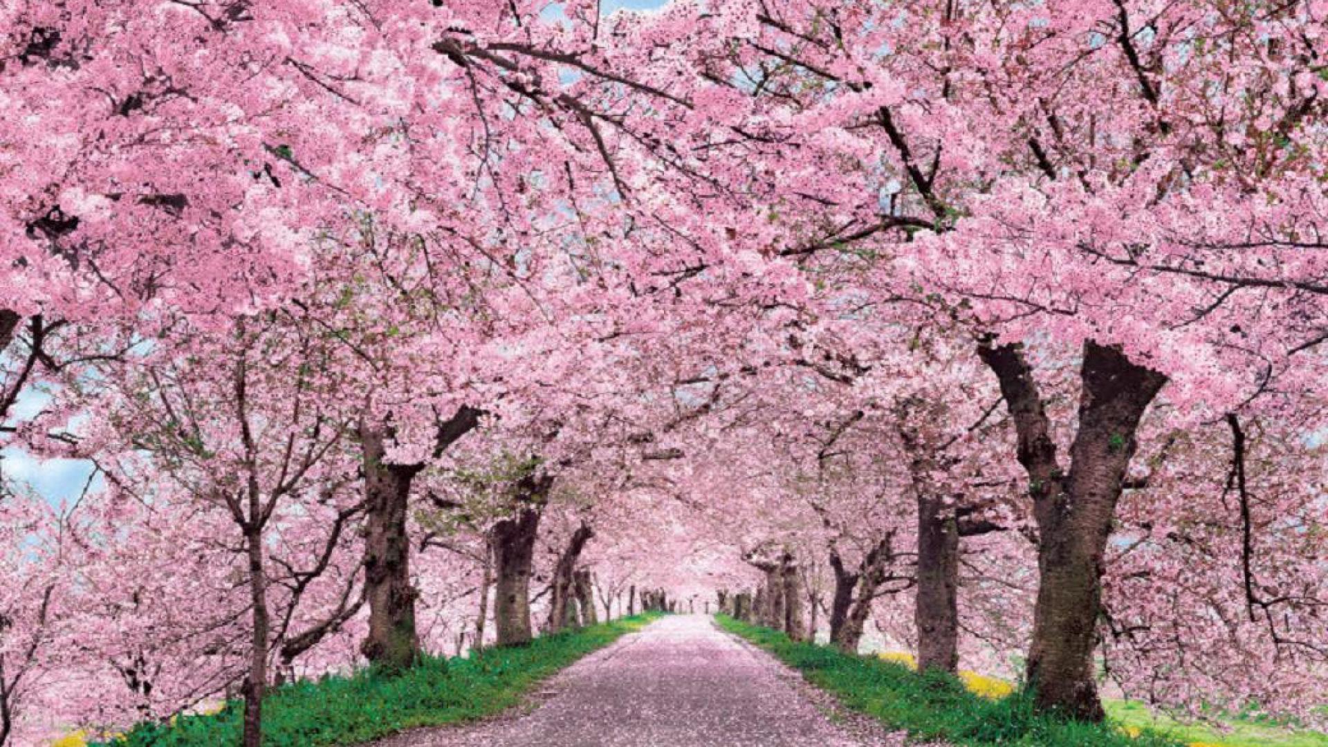 1502870 télécharger l'image cerisier, terre/nature, arbre, fleur, terre, chemin, rose, le printemps - fonds d'écran et économiseurs d'écran gratuits