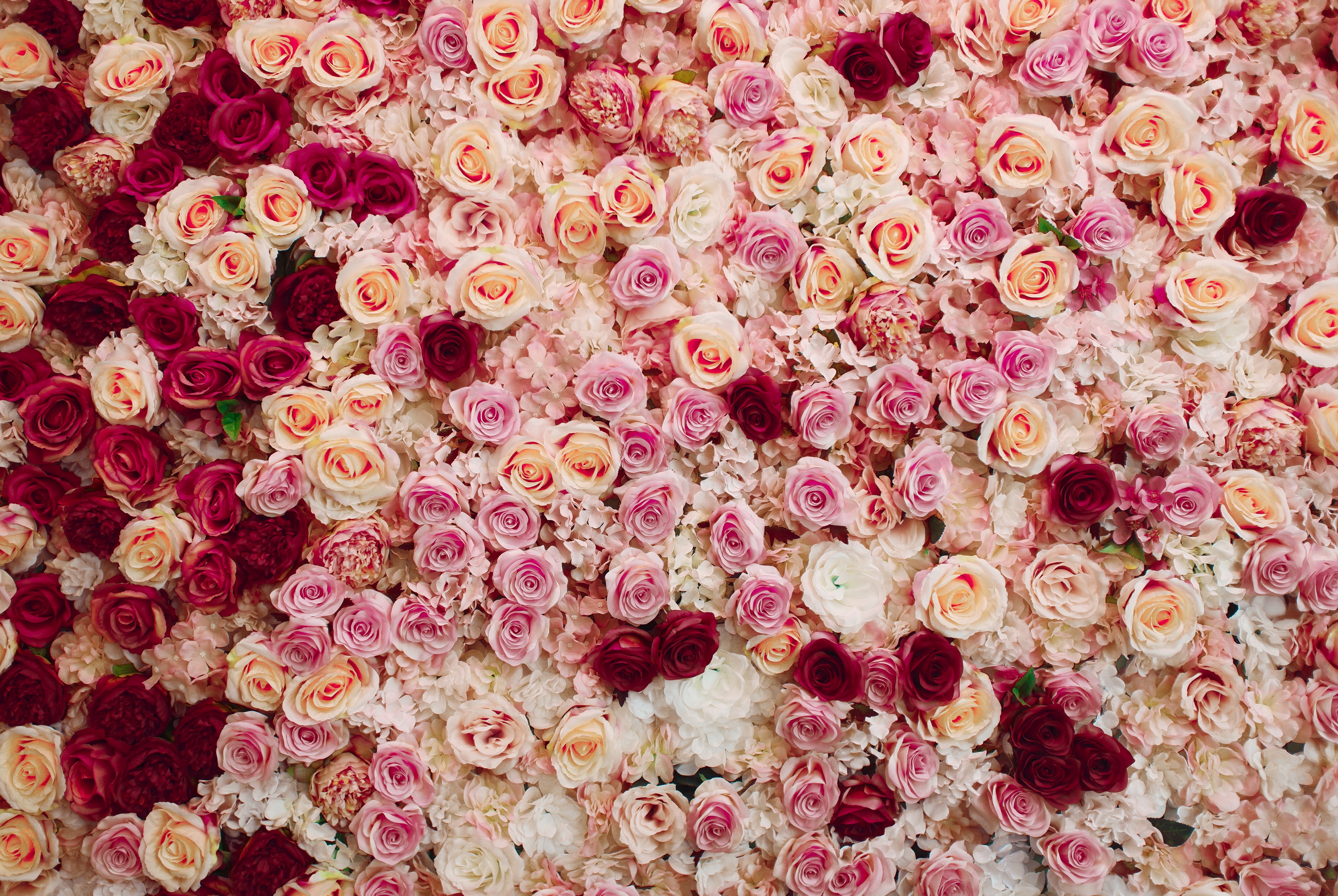 Laden Sie das Blumen, Blume, Rose, Weiße Blume, Rote Blume, Erde/natur, Pinke Blume-Bild kostenlos auf Ihren PC-Desktop herunter