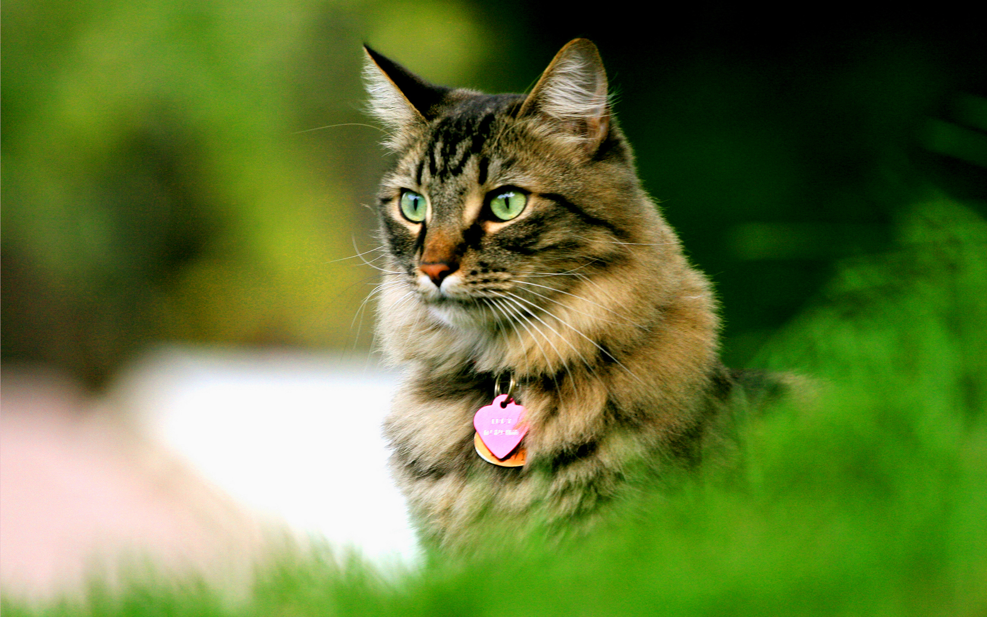 300637 Protetores de tela e papéis de parede Gatos em seu telefone. Baixe  fotos gratuitamente