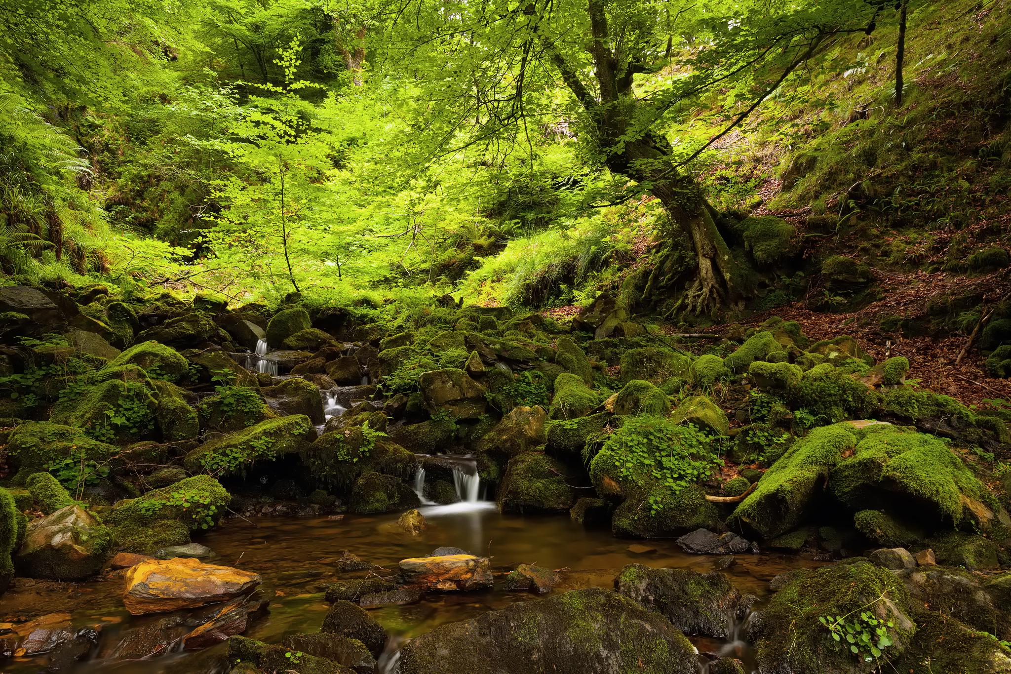 Descarga gratis la imagen Bosque, Árbol, Tierra/naturaleza en el escritorio de tu PC