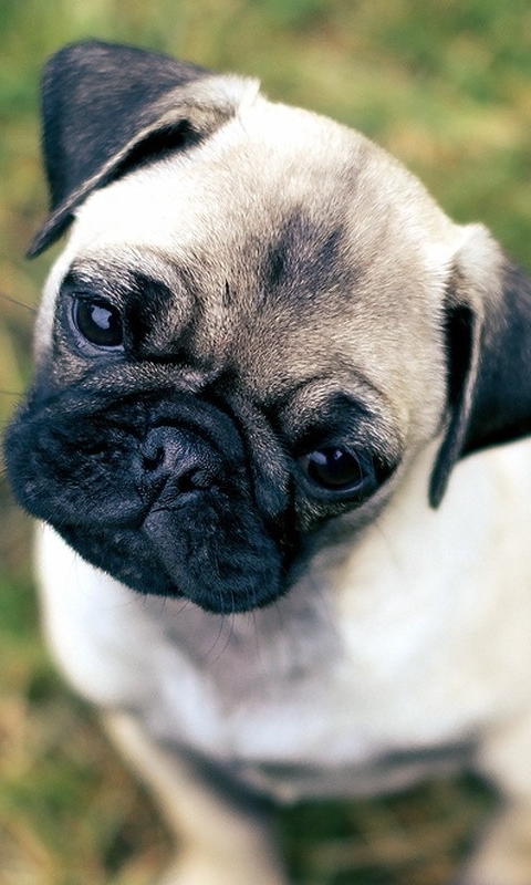 Download mobile wallpaper Dogs, Animal, Pug for free.