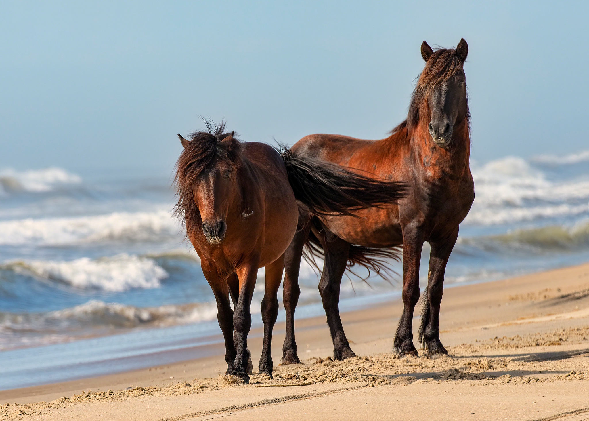 無料モバイル壁紙動物, 馬をダウンロードします。