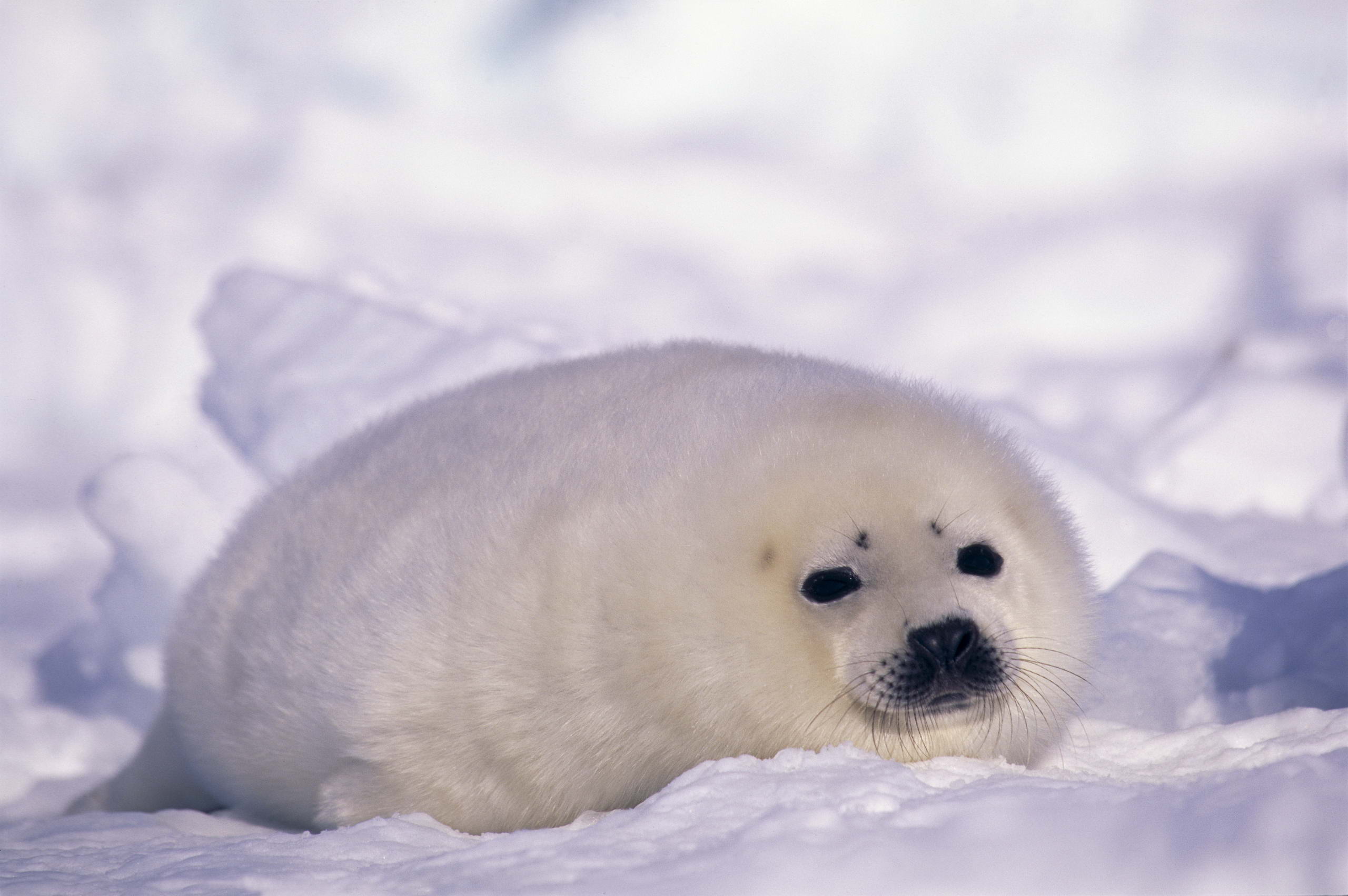 Download mobile wallpaper Seal, Seals, Animal for free.