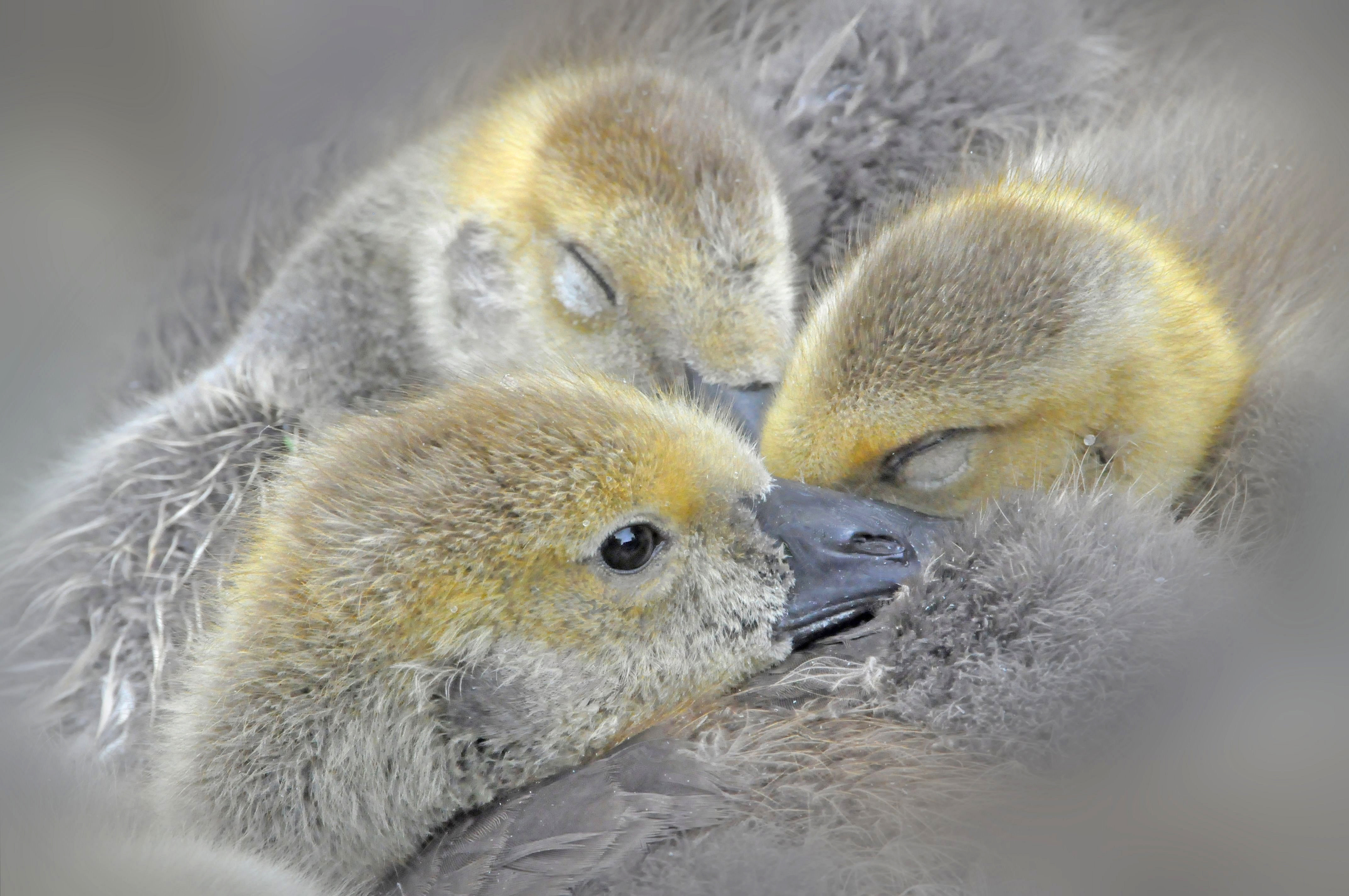Free download wallpaper Birds, Animal, Duck, Duckling, Baby Animal on your PC desktop