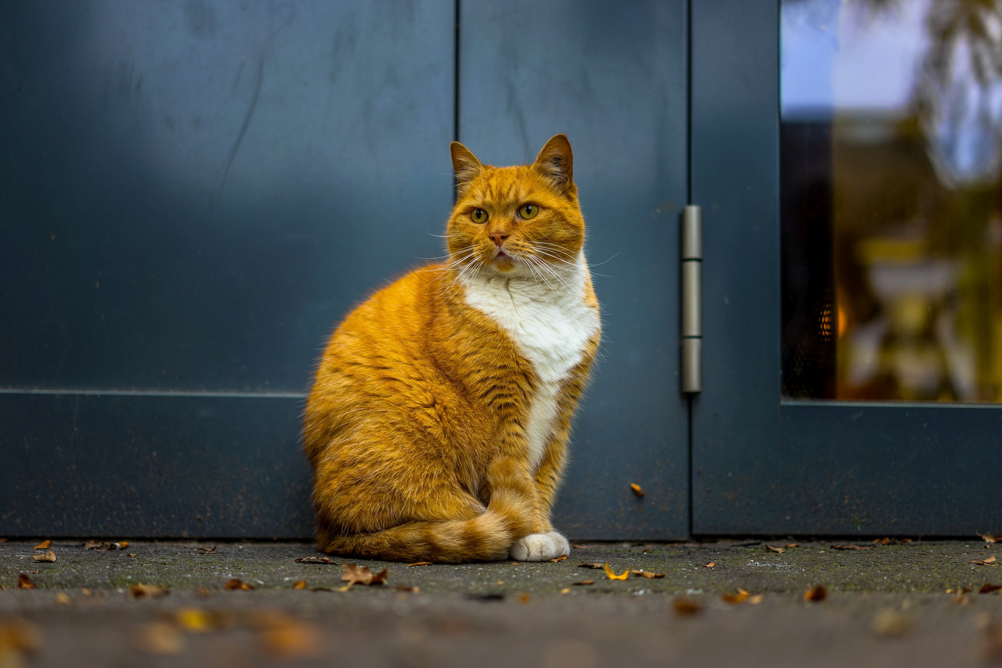 Baixe gratuitamente a imagem Animais, Gatos, Gato na área de trabalho do seu PC