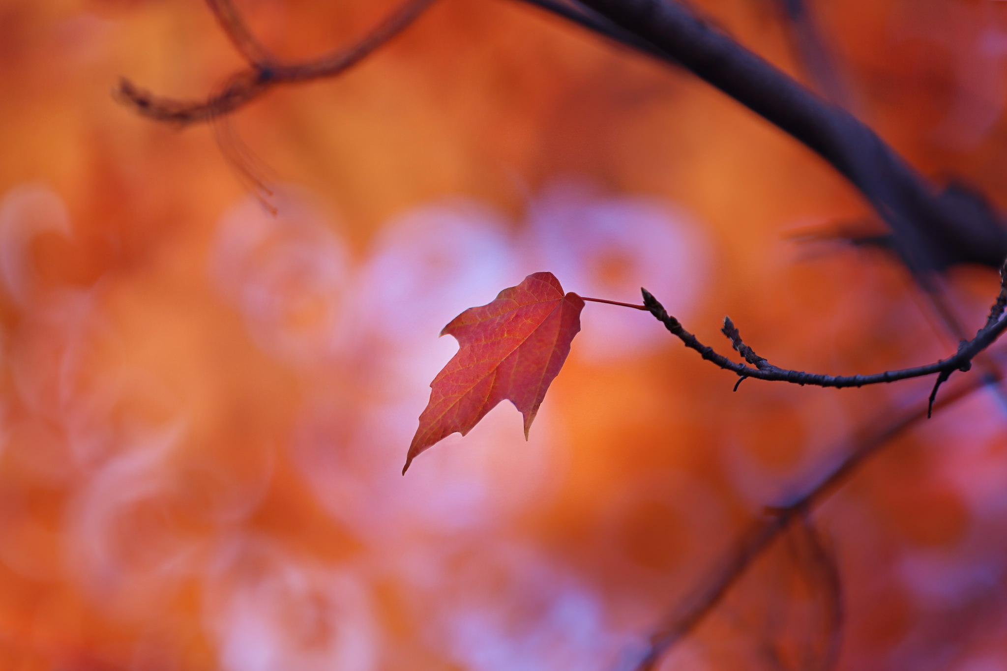 Free download wallpaper Nature, Blur, Leaf, Fall, Branch, Earth on your PC desktop