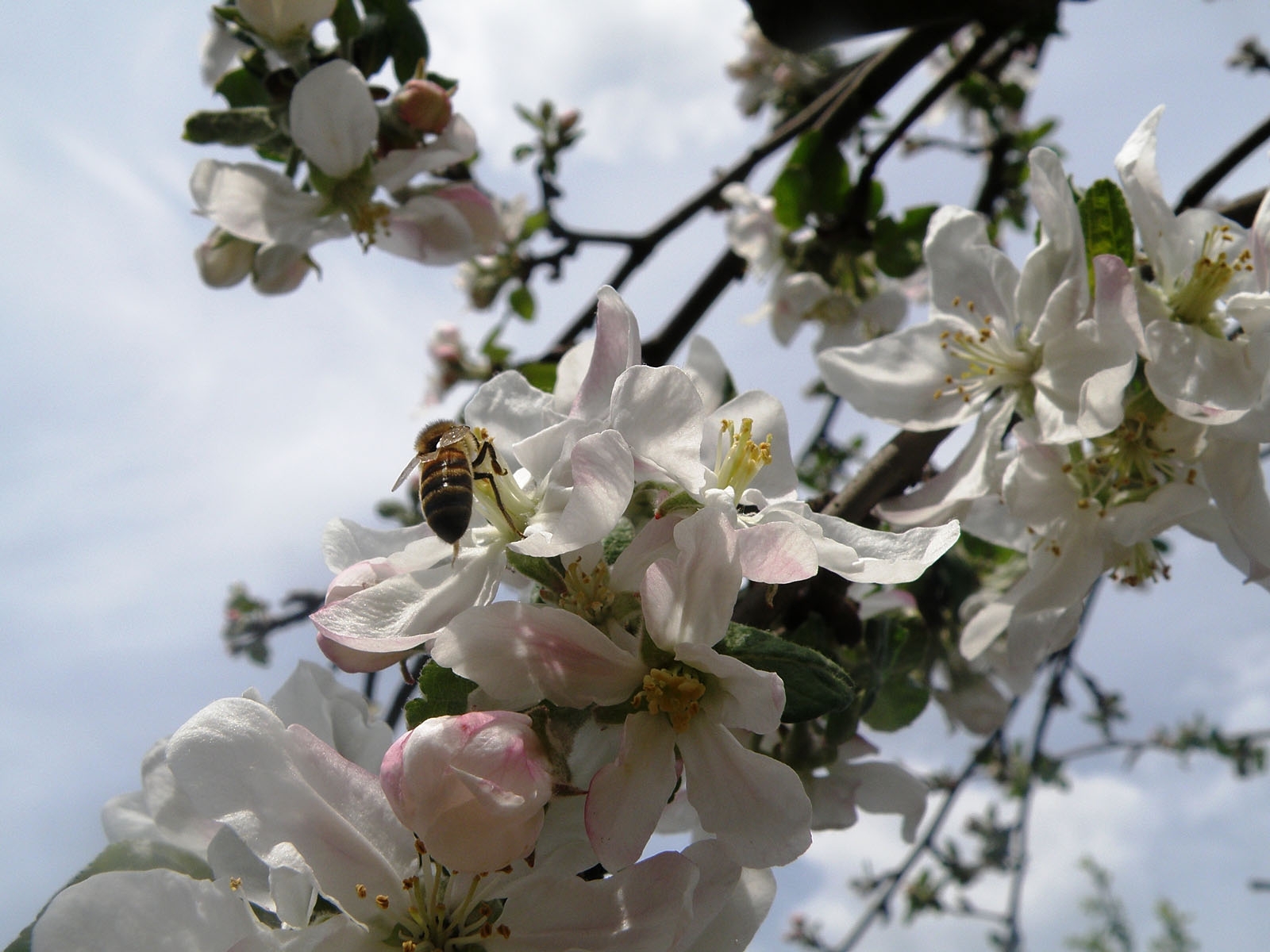 Скачать обои бесплатно Цветы, Вишня, Растения, Насекомые, Пчелы картинка на рабочий стол ПК