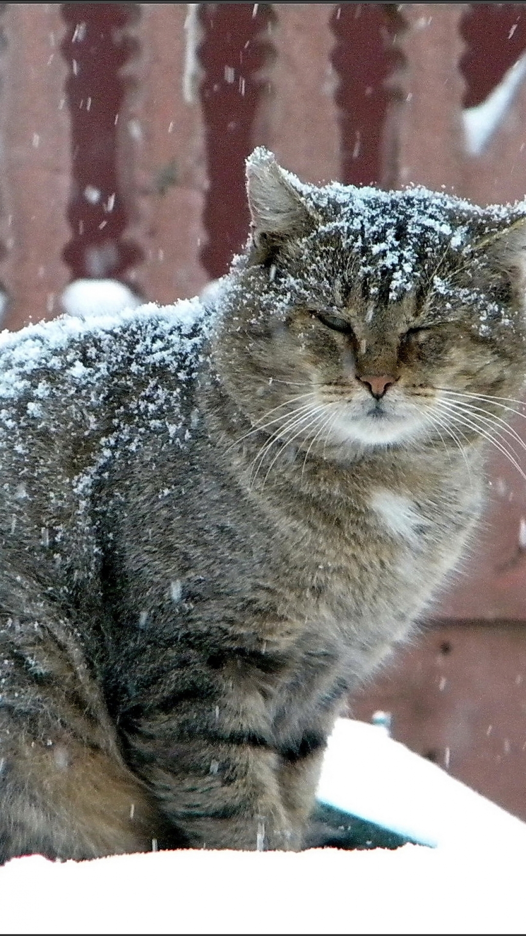 Descarga gratuita de fondo de pantalla para móvil de Animales, Gatos, Gato.