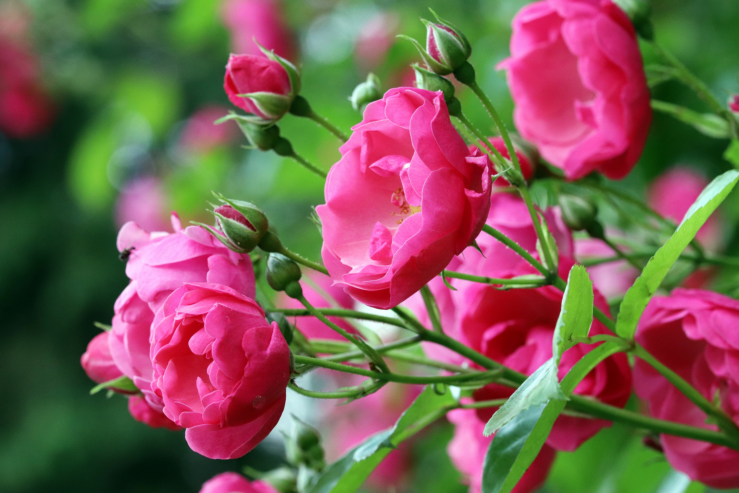 Скачать картинку Роза, Бутон, Лепесток, Земля/природа, Розовый Цветок, Розовая Роза в телефон бесплатно.