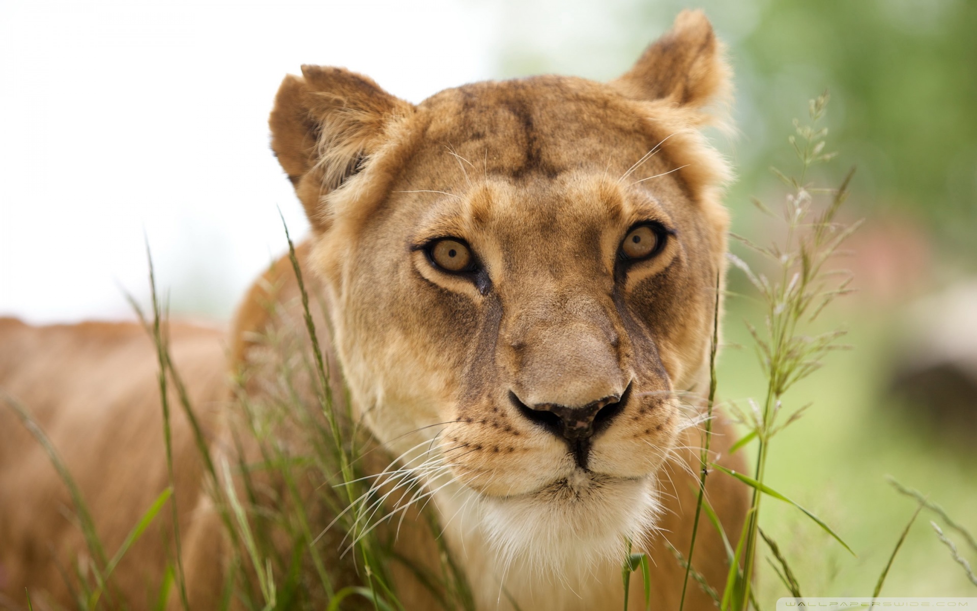 Téléchargez des papiers peints mobile Animaux, Chats, Lion gratuitement.