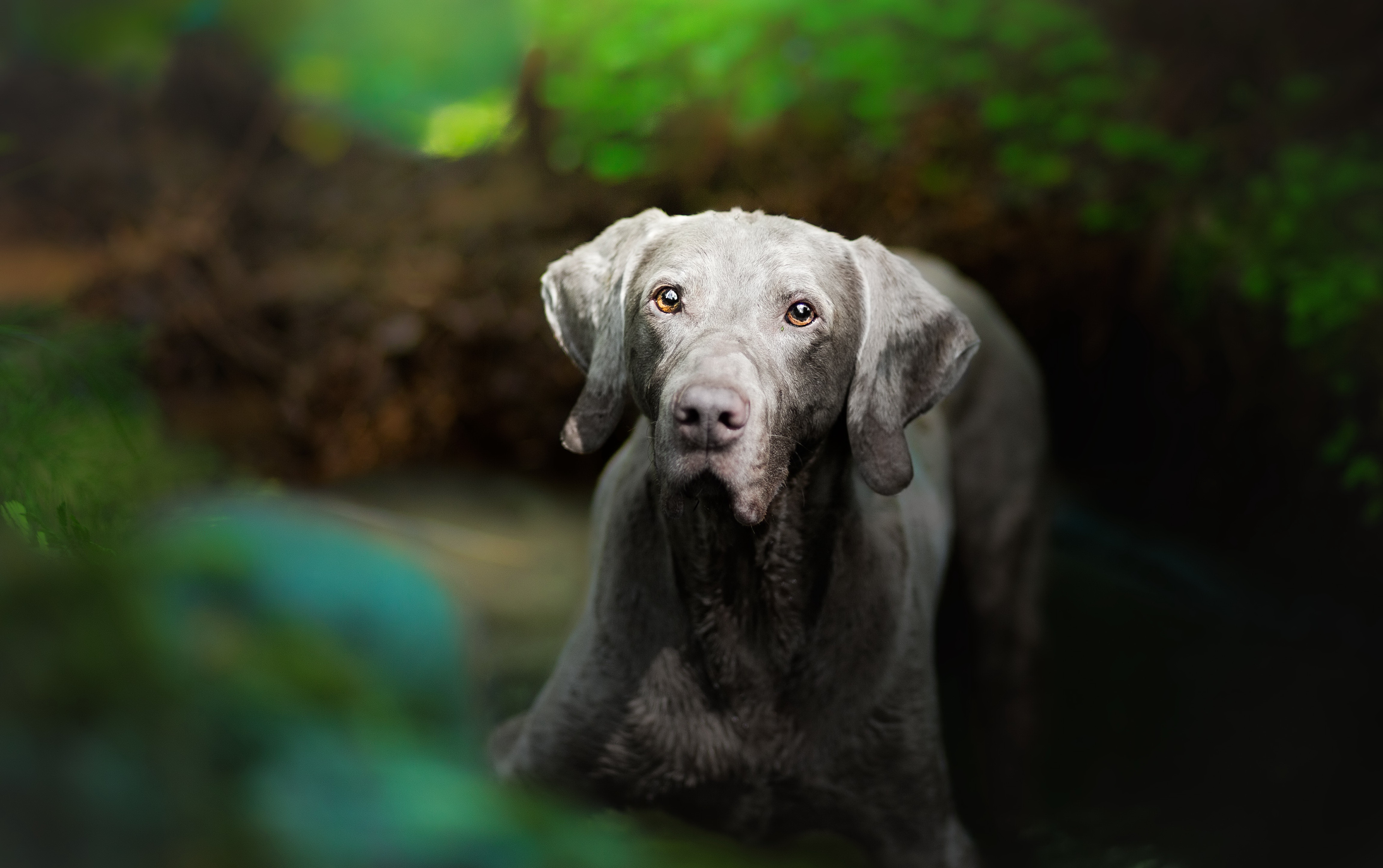 Download mobile wallpaper Dogs, Dog, Muzzle, Animal, Weimaraner for free.