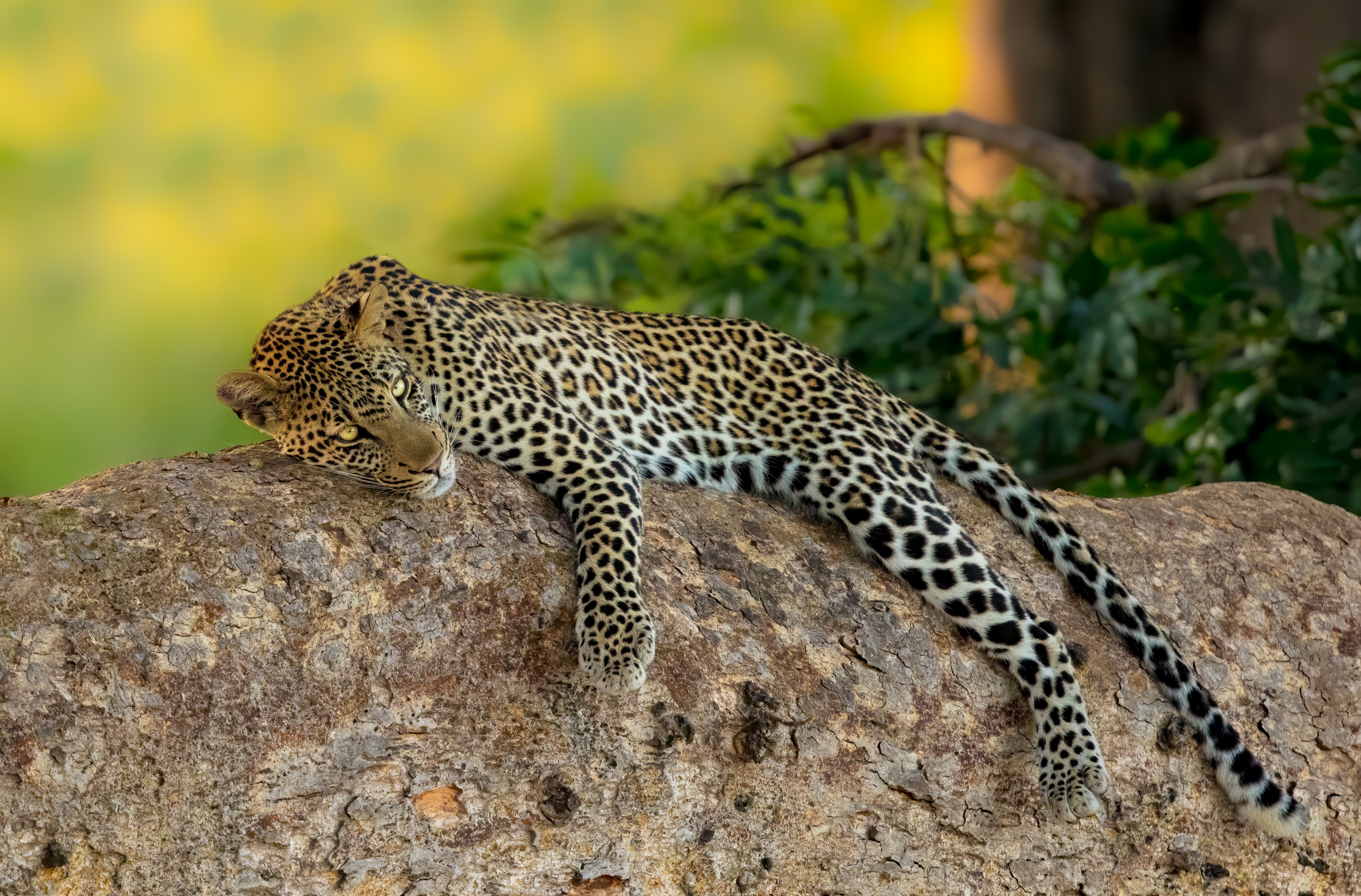 Baixar papel de parede para celular de Leopardo, Gatos, Animais gratuito.