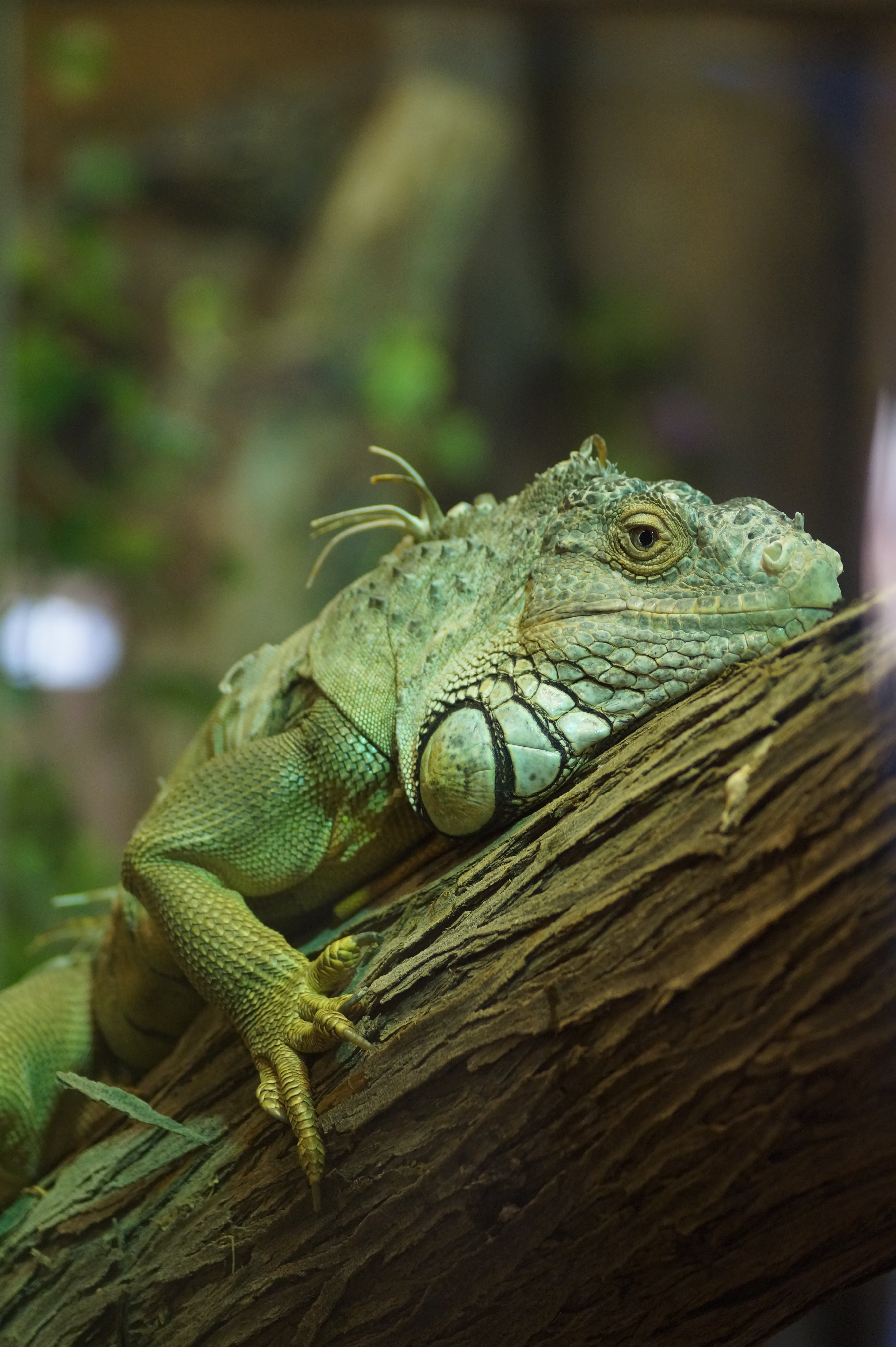 Download mobile wallpaper Wood, Tree, Reptile, Animals, Iguana for free.