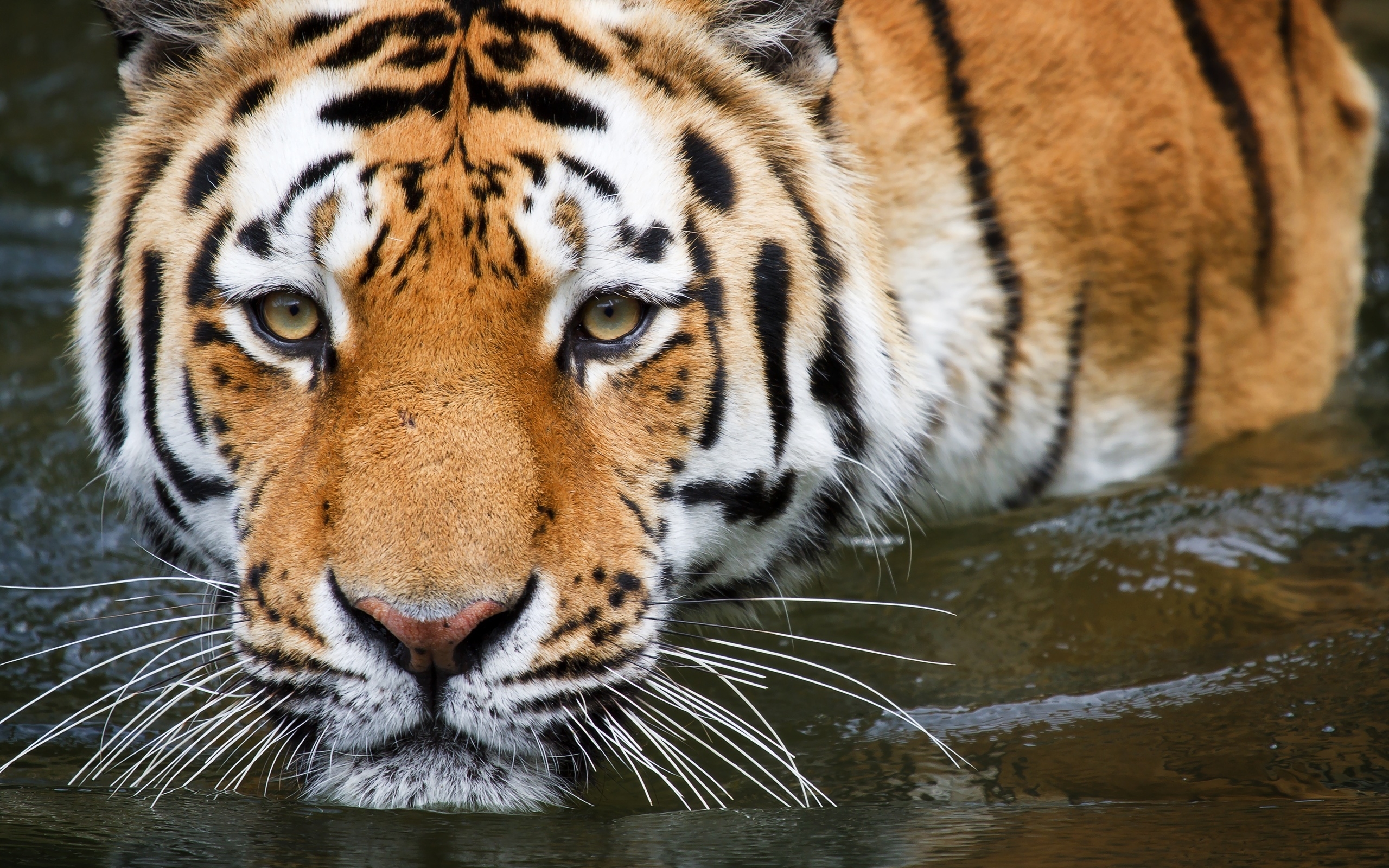 48112 baixar imagens tigres, animais - papéis de parede e protetores de tela gratuitamente