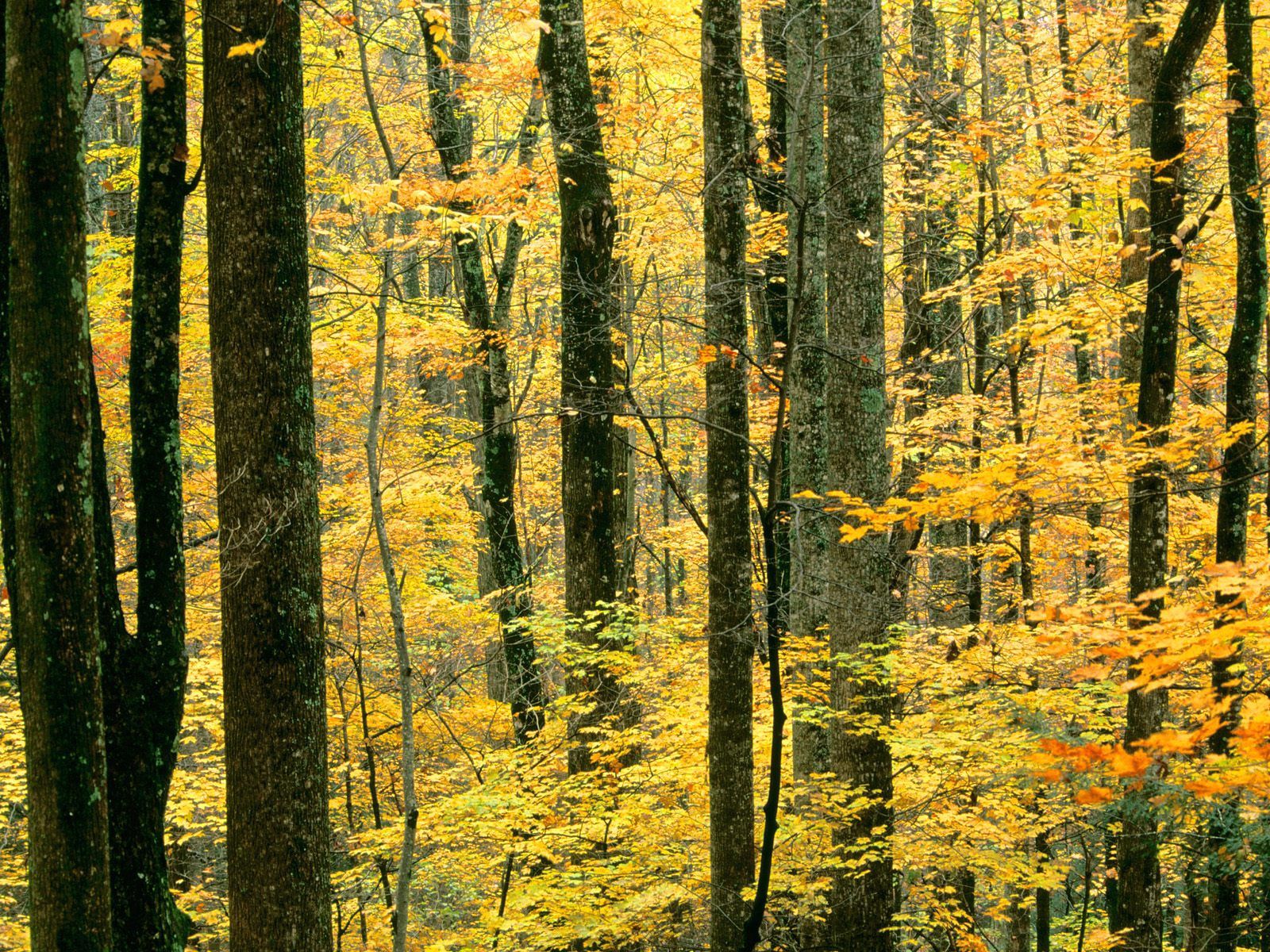 Скачать обои бесплатно Дерево, Природа, Листья, Осень картинка на рабочий стол ПК