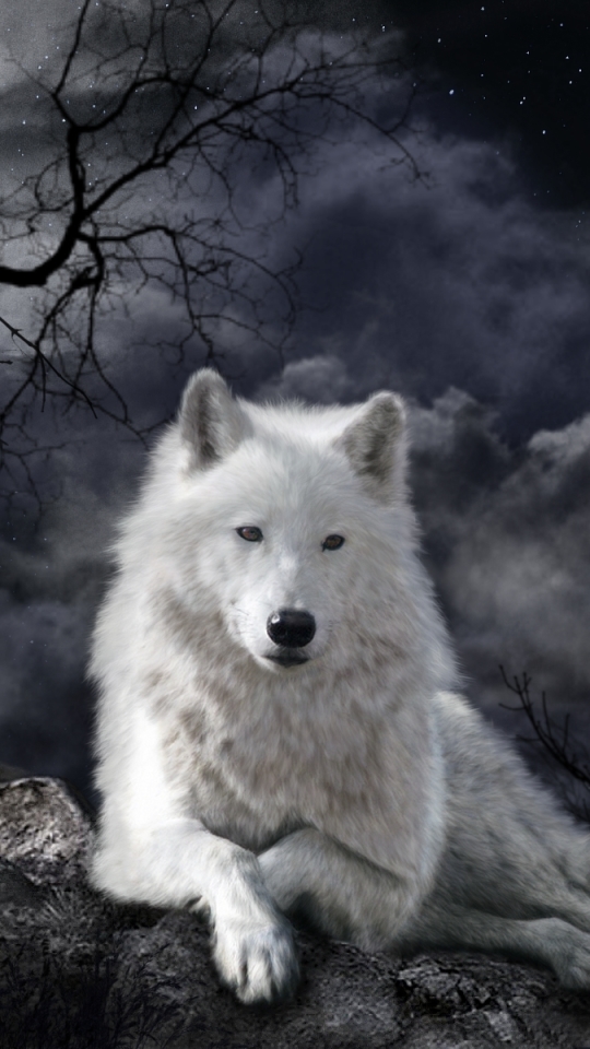 無料モバイル壁紙動物, オオカミ, 狼, 夜, 白いオオカミをダウンロードします。