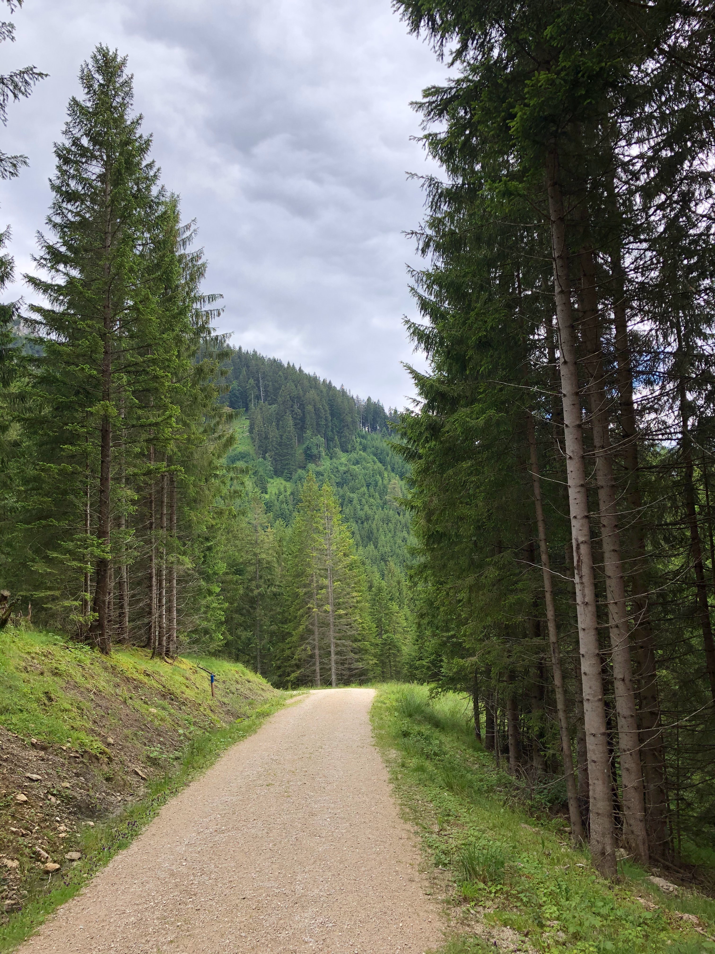 nature, road, dahl, trees, forest, spruce, fir, distance Full HD