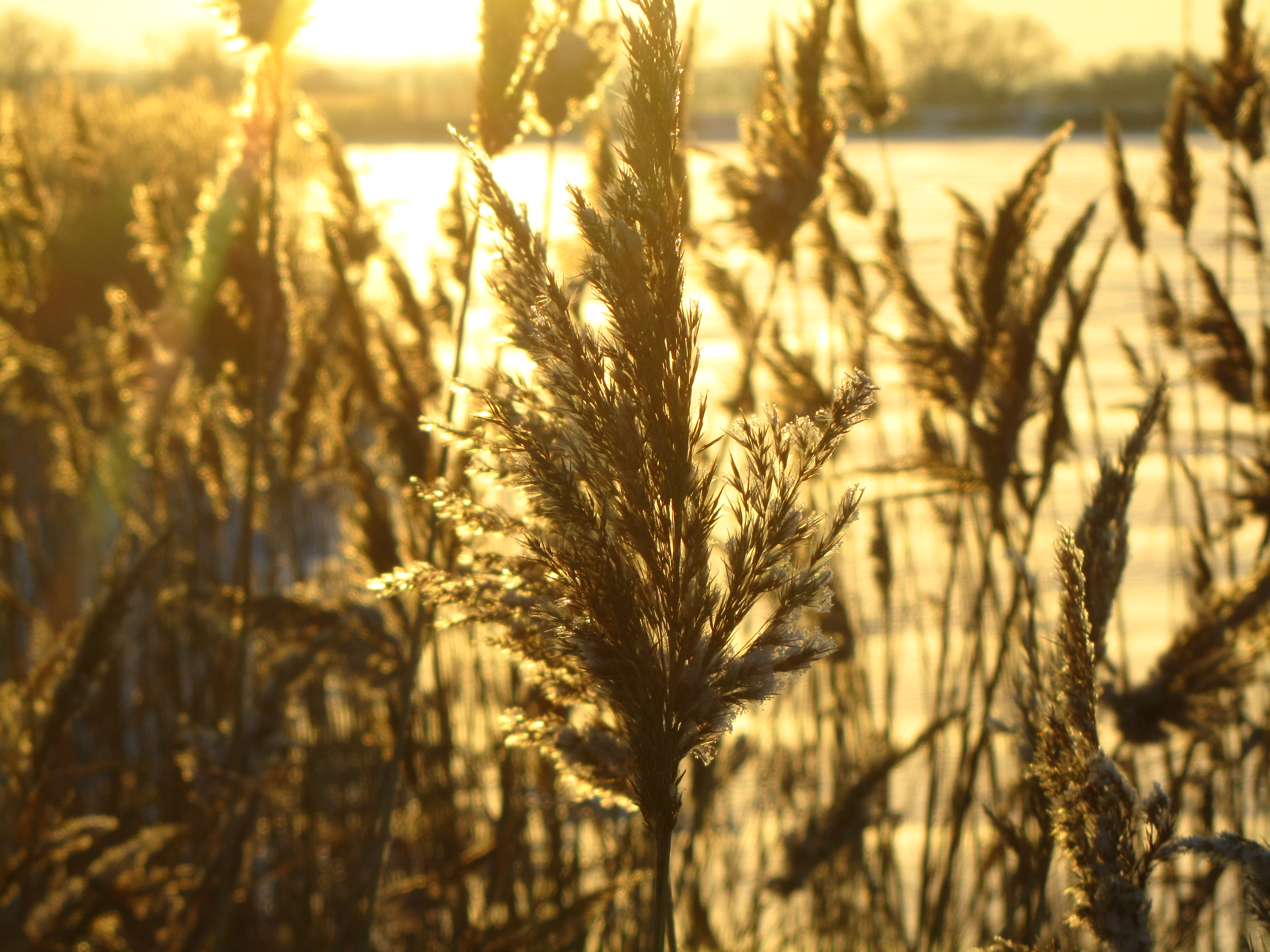 Handy-Wallpaper Erde/natur, Planze kostenlos herunterladen.