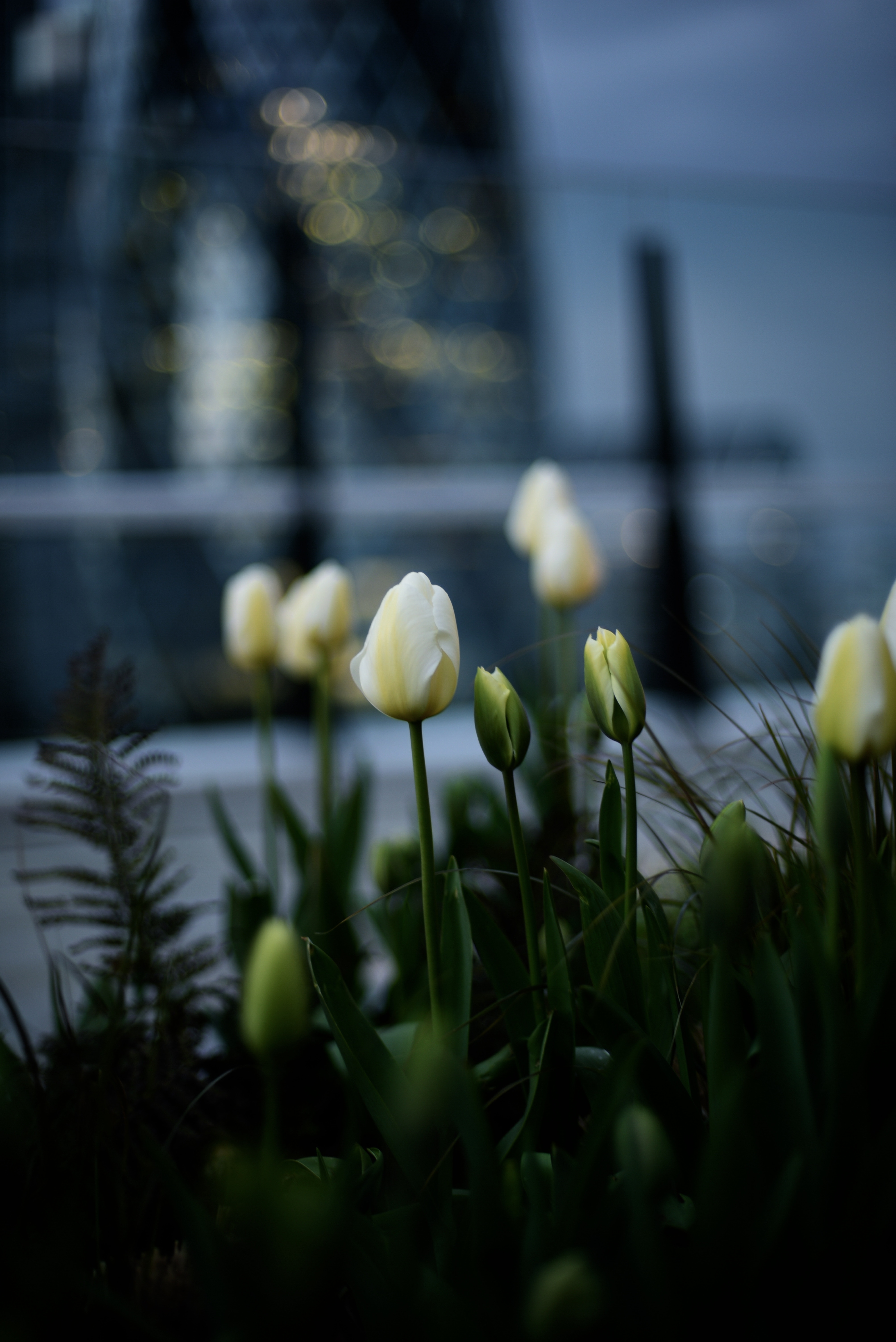 116381 baixar papel de parede flores, tulipas, branco, canteiro de flores, buds, botões - protetores de tela e imagens gratuitamente