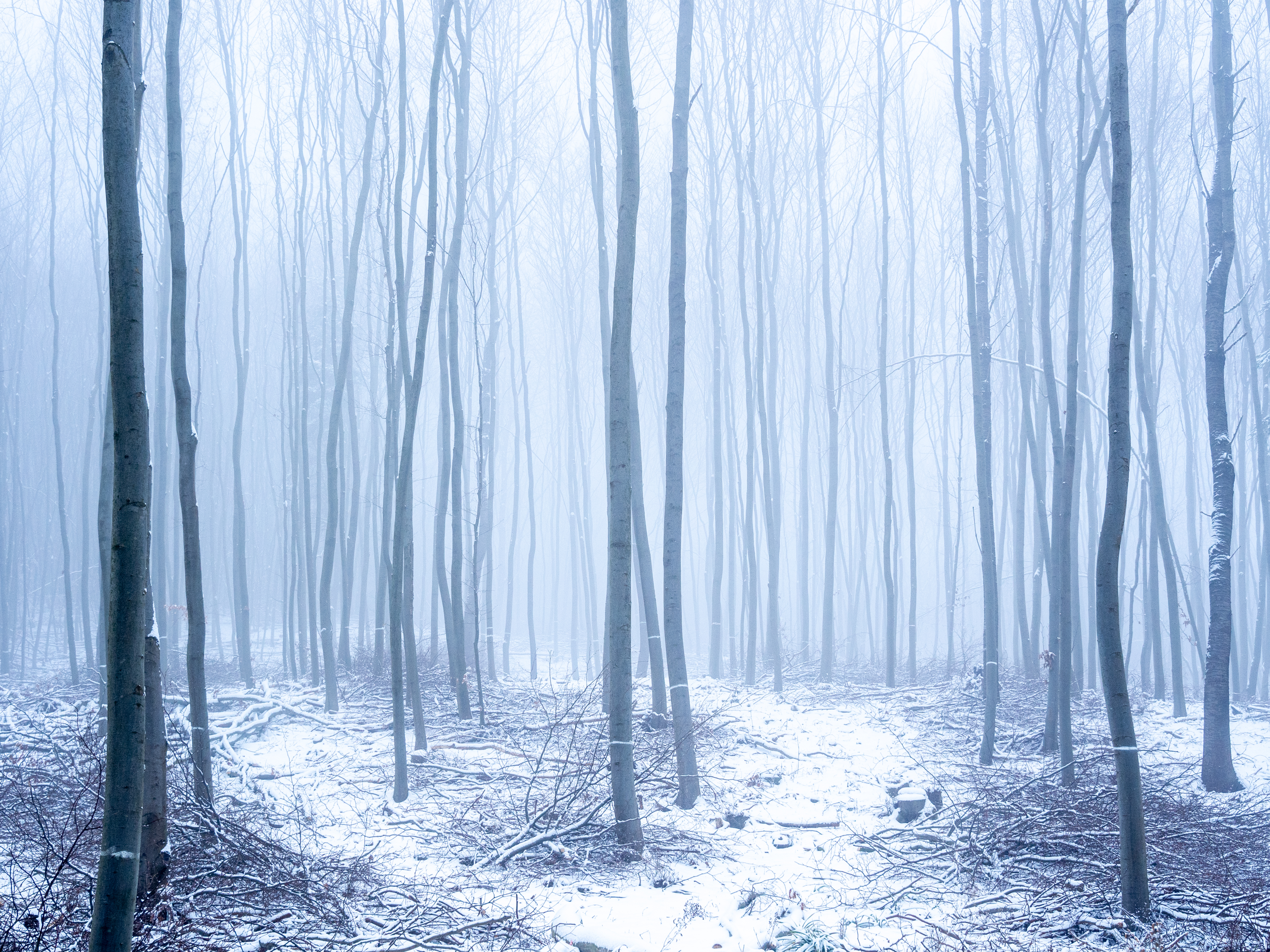 Download mobile wallpaper Fog, Winter, Trees, Forest, Nature, Snow for free.