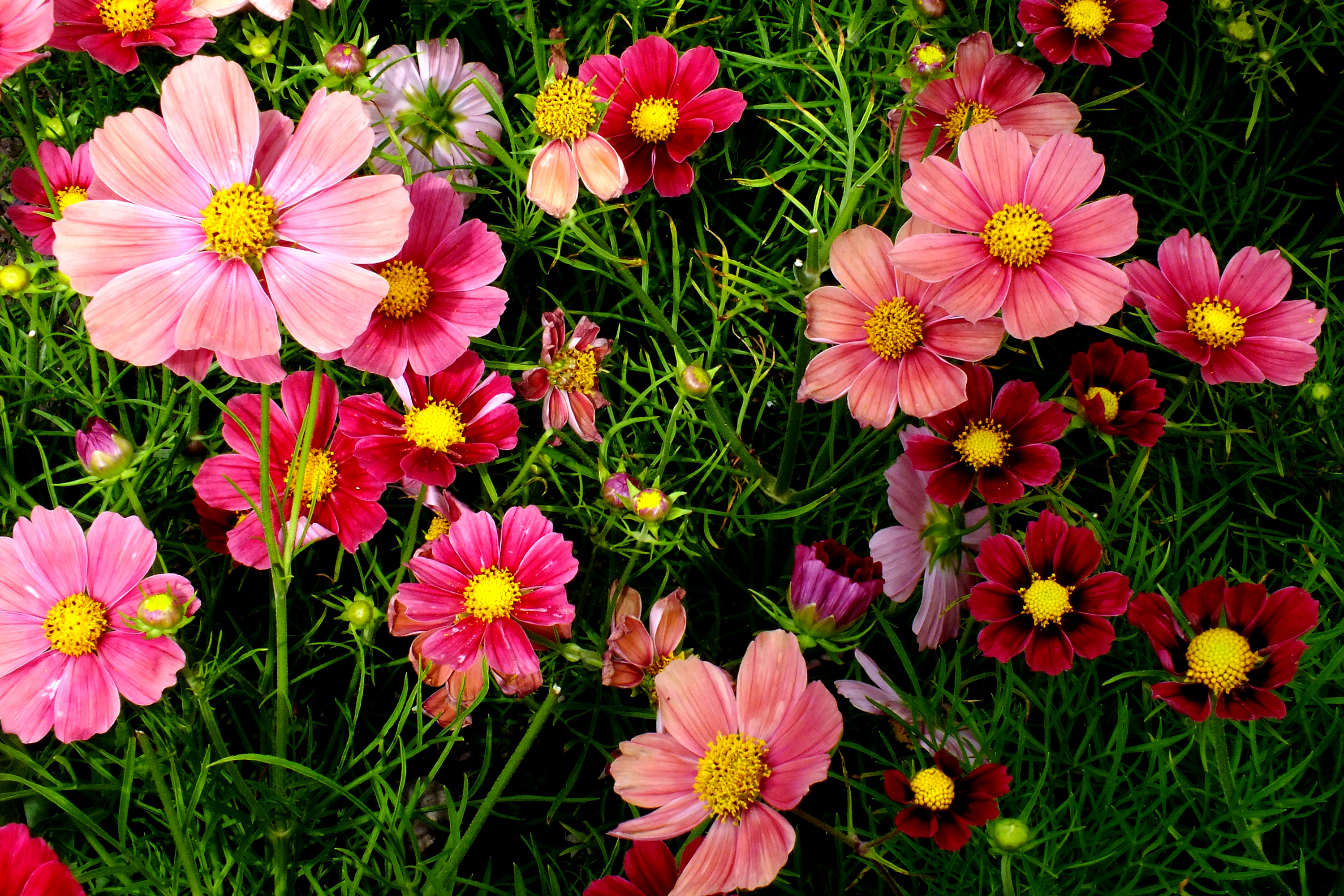 Download mobile wallpaper Flowers, Grass, Flower, Earth, Cosmos, Purple Flower, Pink Flower for free.