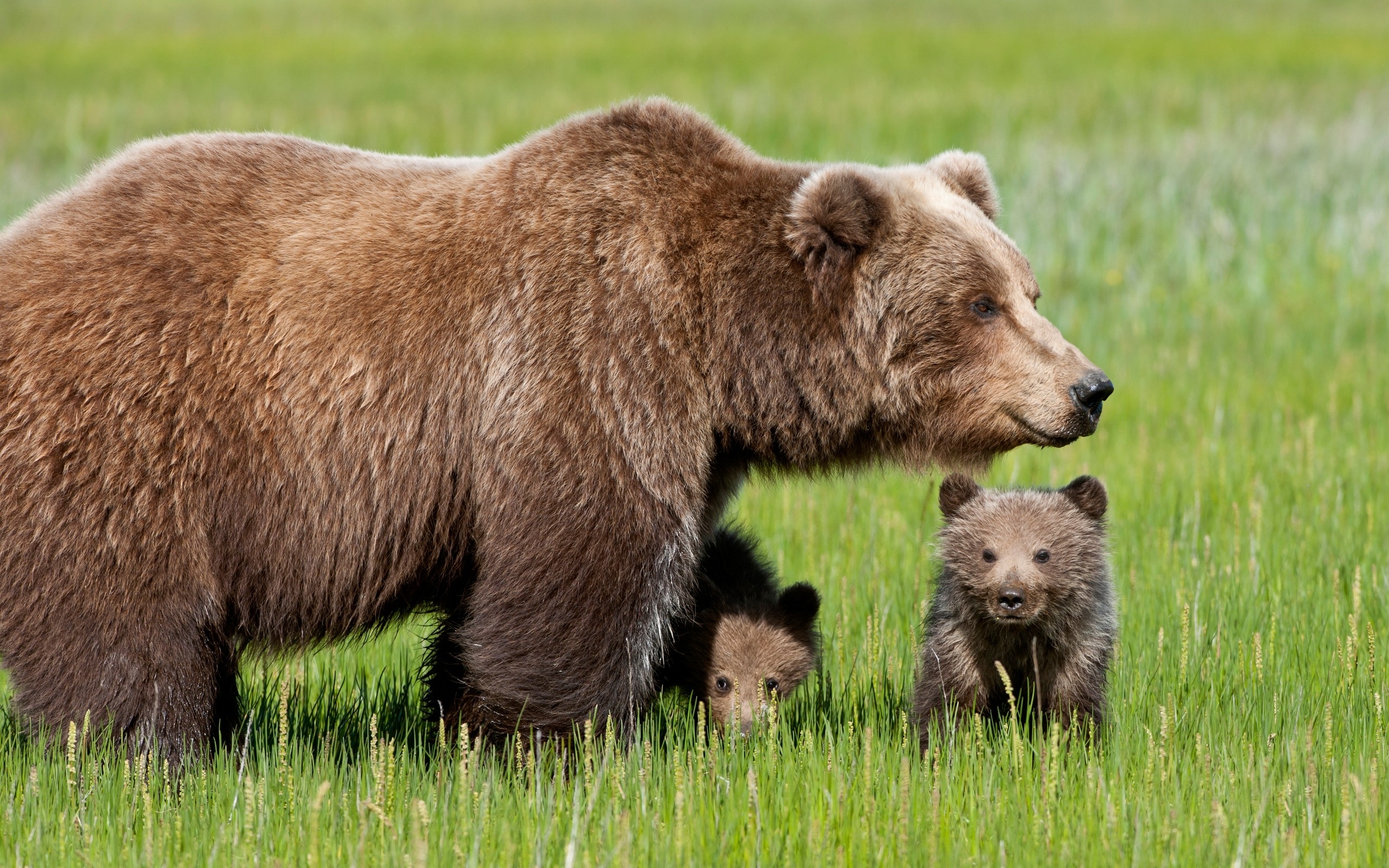 bear, animal, baby animal, cub, bears