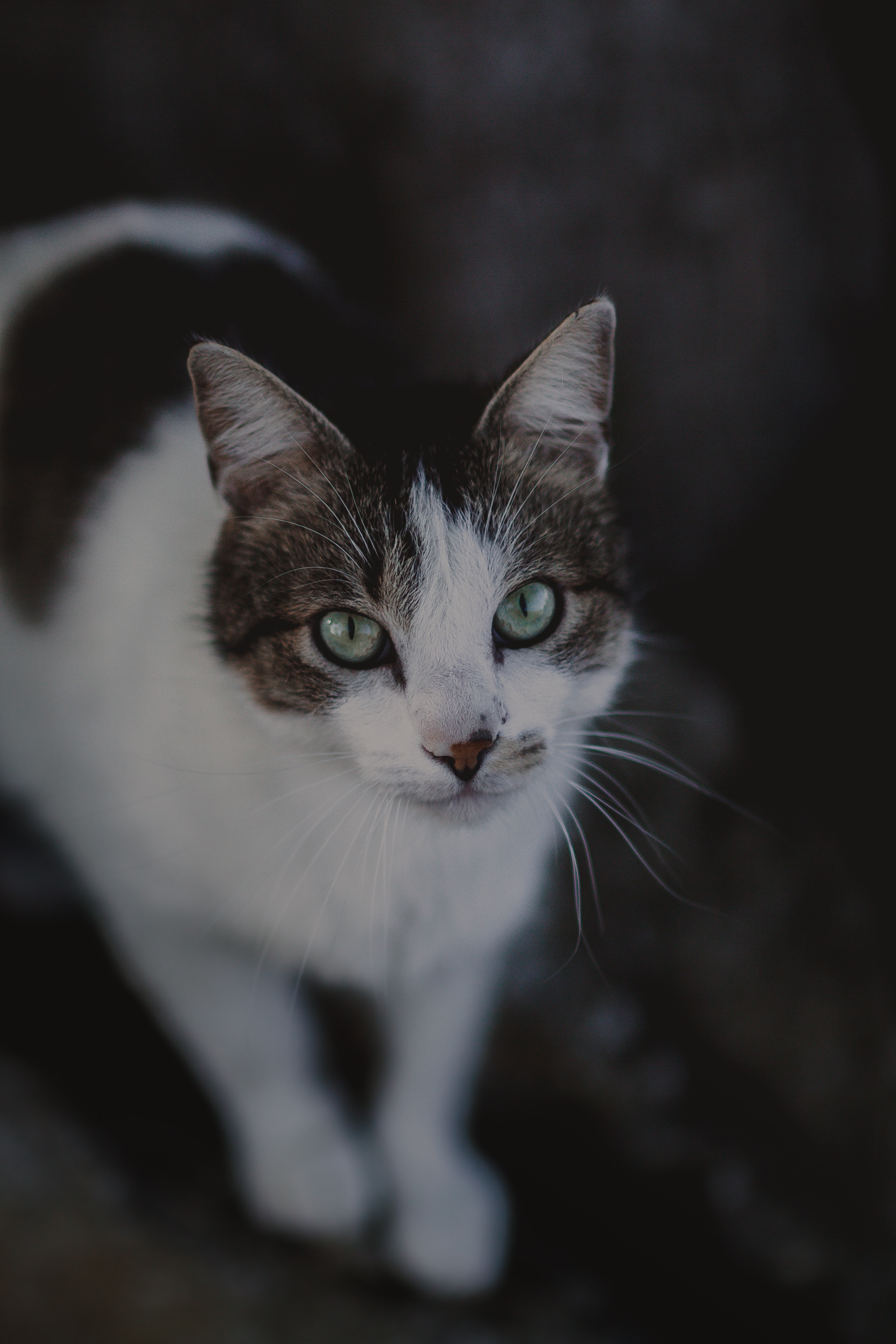 Free download wallpaper Animals, Muzzle, Spotted, Spotty, Blur, Smooth, Sight, Opinion, Cat on your PC desktop