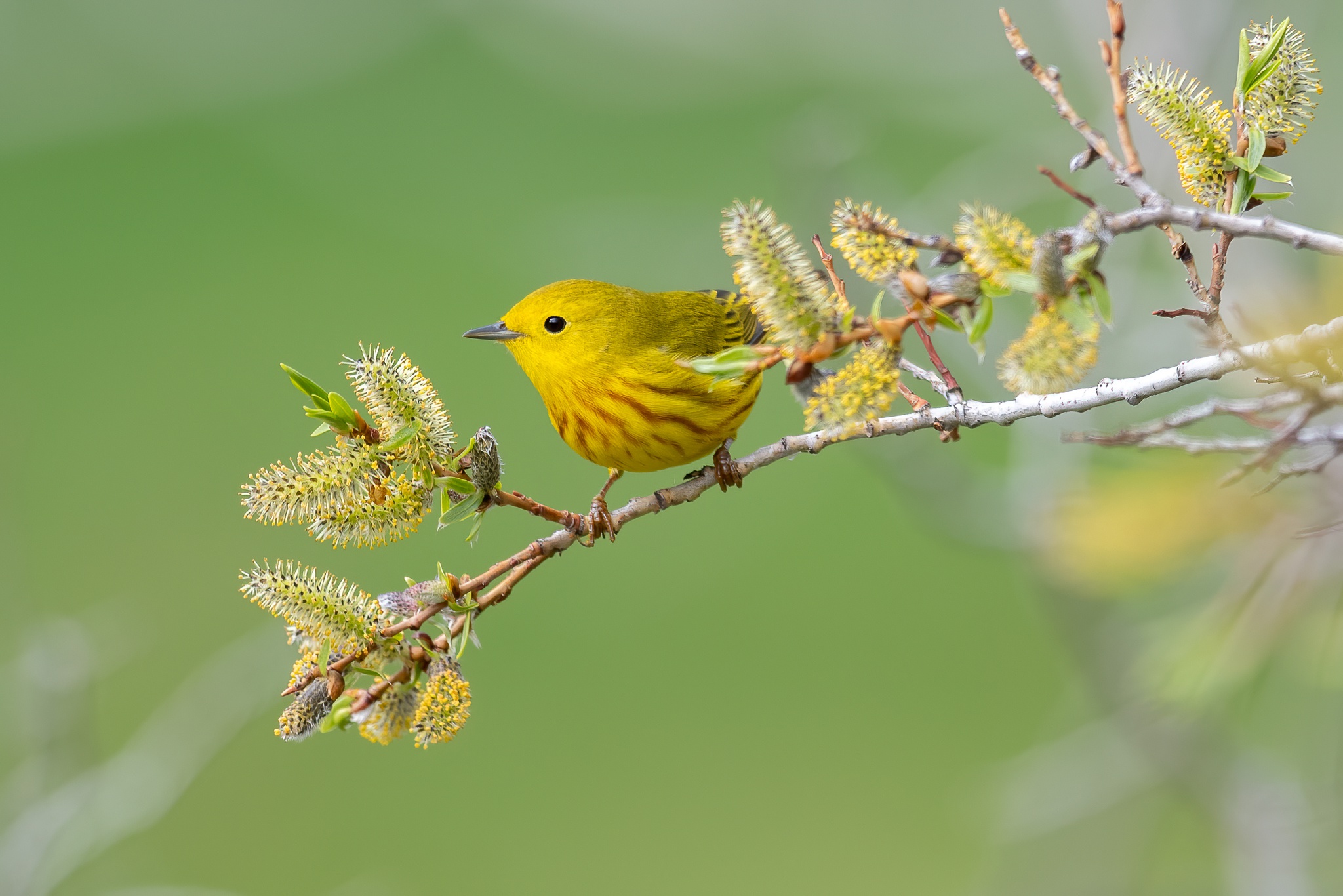 PCデスクトップに動物, 鳥画像を無料でダウンロード