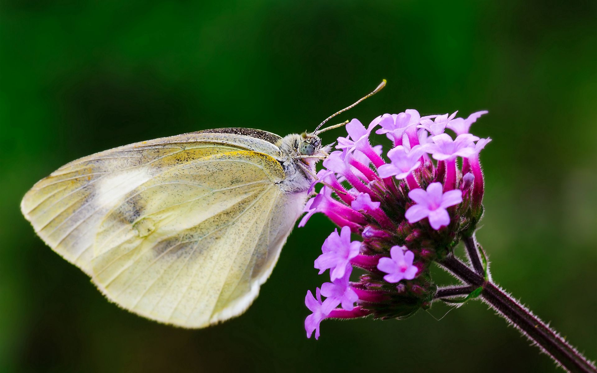 Full HD wings, flower, macro, butterfly