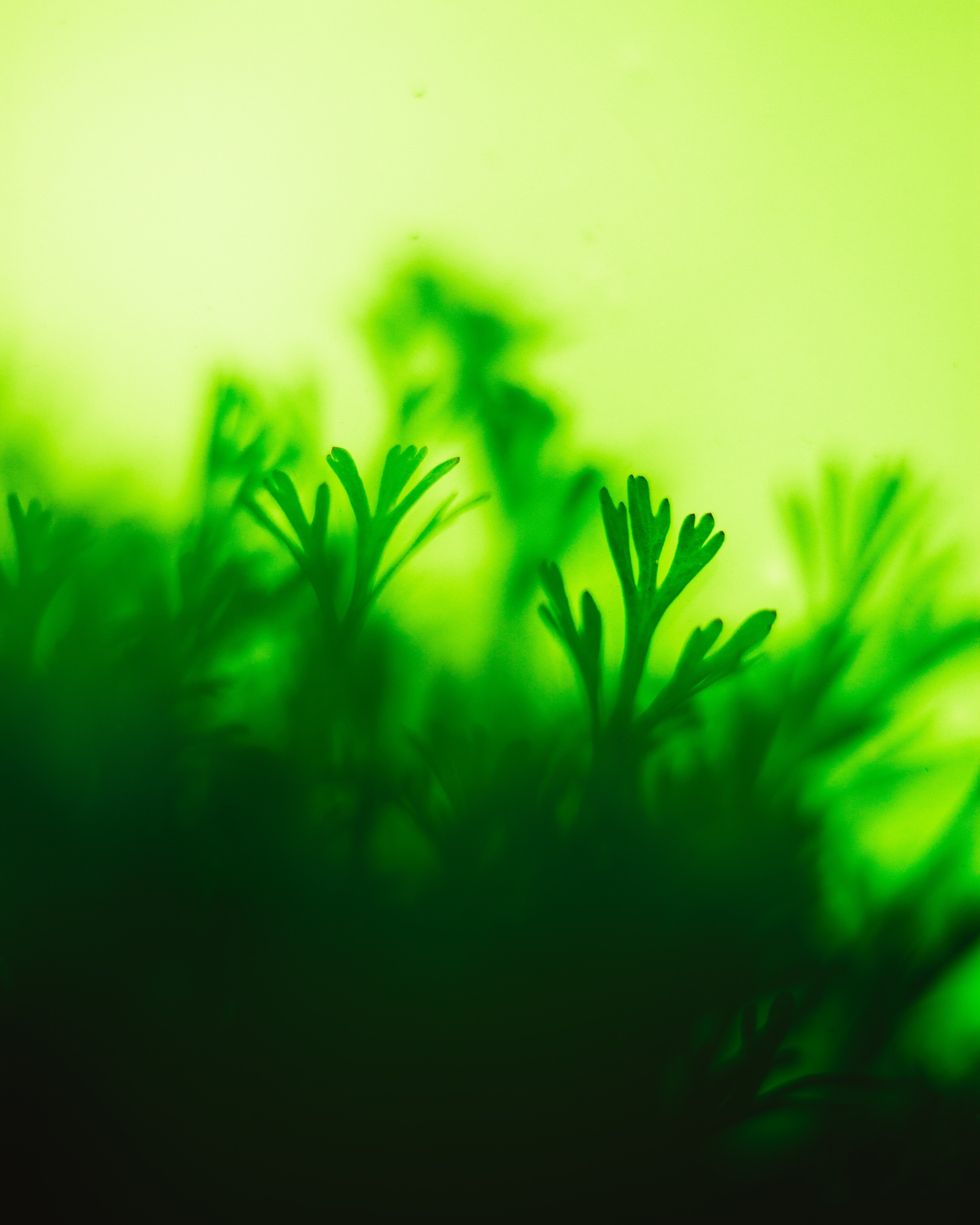 Free download wallpaper Plant, Macro, Moss, Close Up, Leaves on your PC desktop