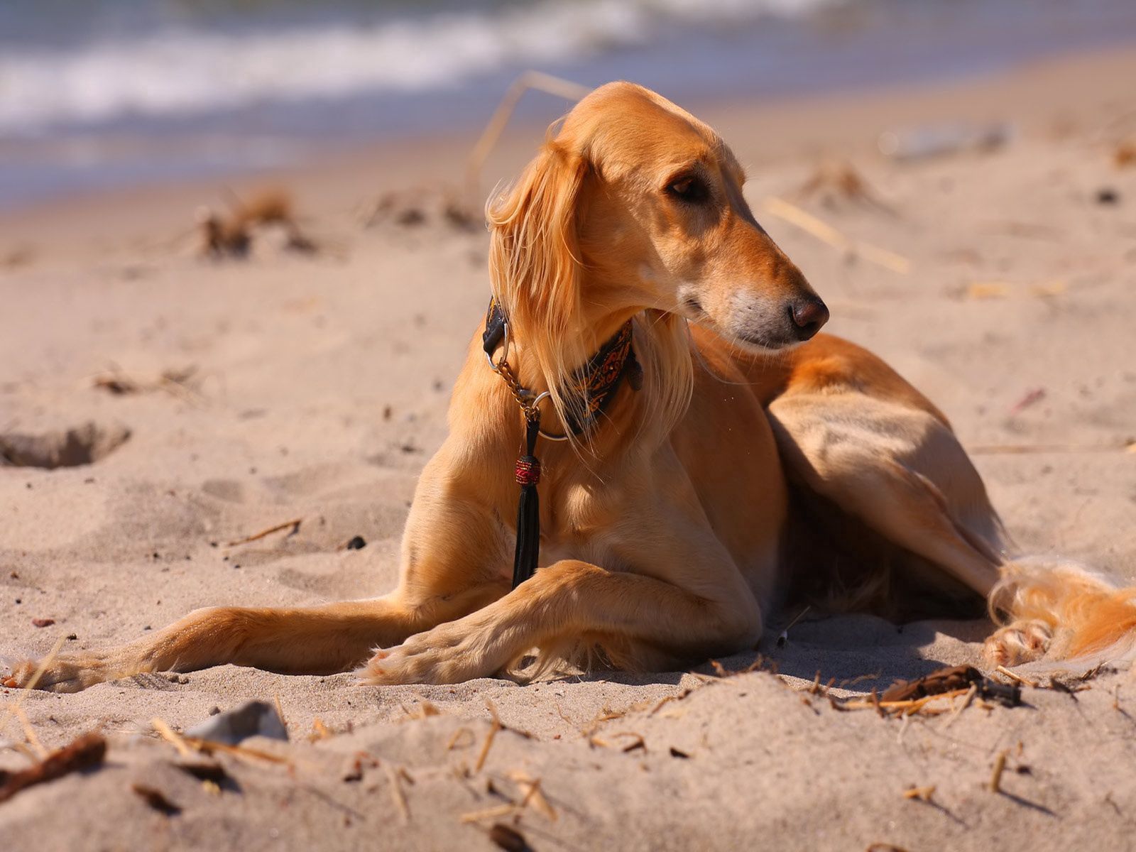 Free download wallpaper Animals, Sea, Dog, Hound, Beagle, Sand, Beach on your PC desktop
