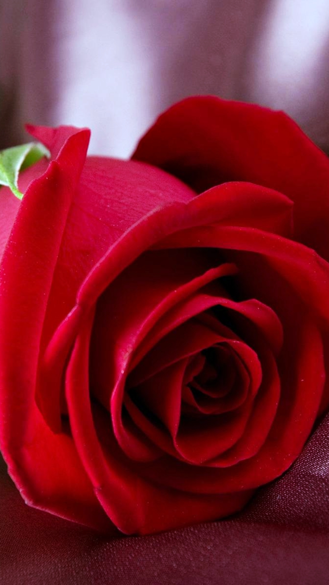 Скачати мобільні шпалери Квітка, Роза, Земля, Весна, Червона Троянда, Червона Квітка, Флауерзи безкоштовно.