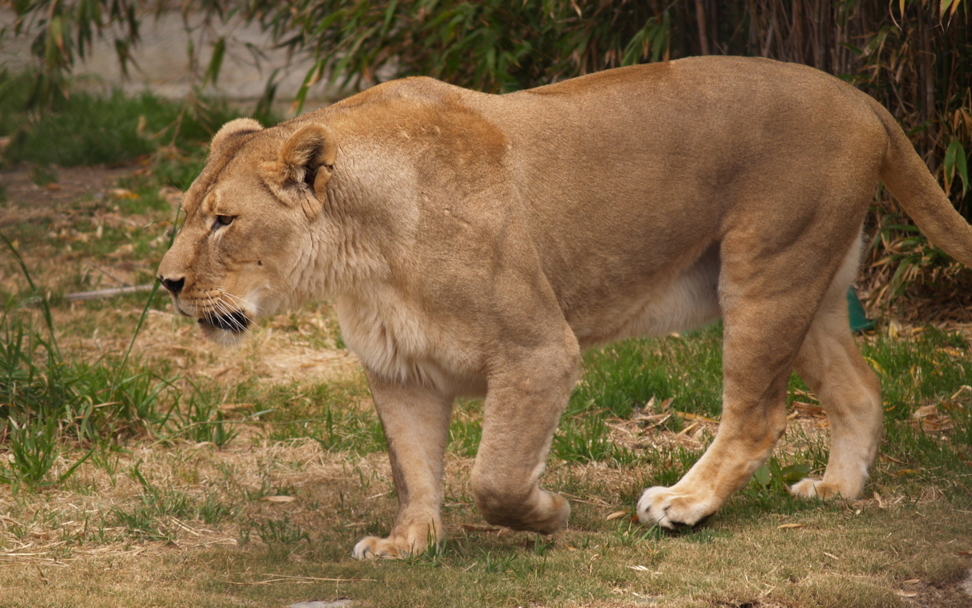 Descarga gratuita de fondo de pantalla para móvil de Animales, León.