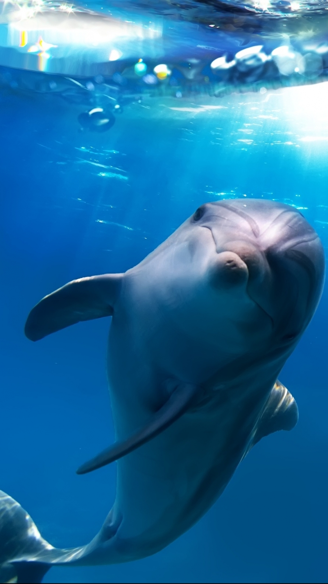 Download mobile wallpaper Dolphin, Animal for free.