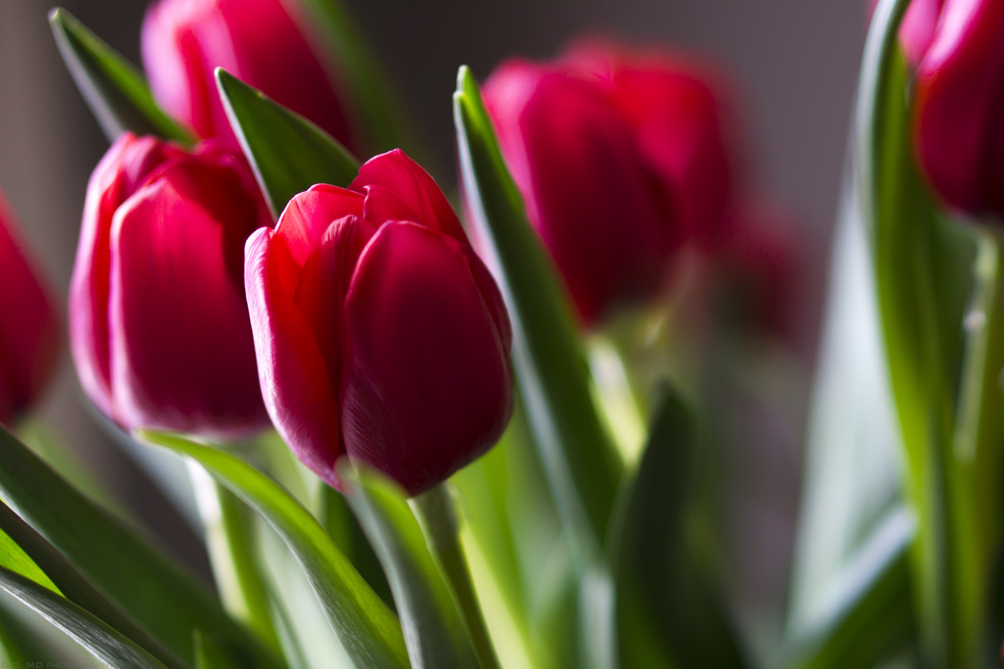 Descarga gratis la imagen Flores, Flor, Flor Rosa, De Cerca, Tulipán, Tierra/naturaleza en el escritorio de tu PC