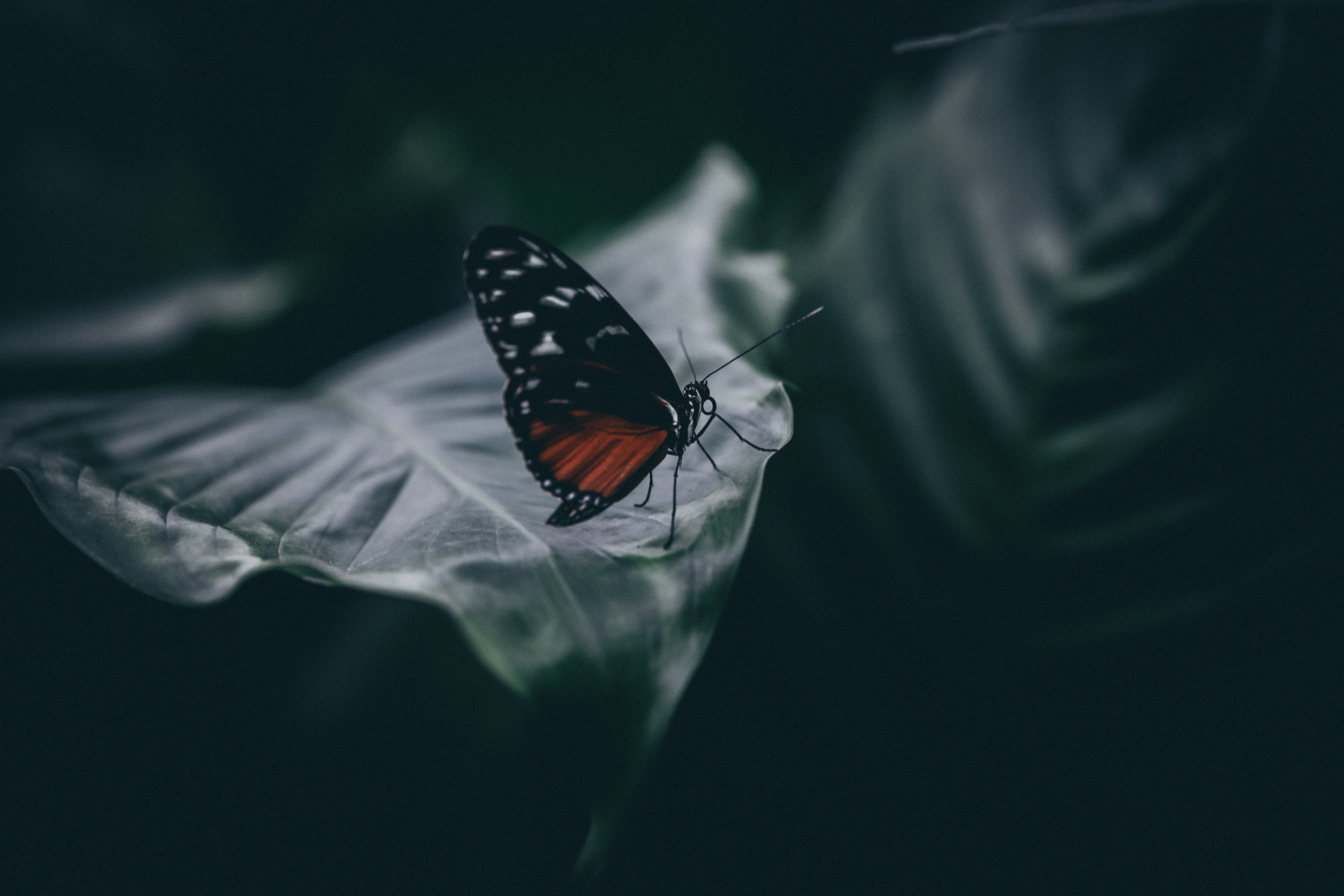 Download mobile wallpaper Blur, Macro, Smooth, Close Up, Sheet, Insect, Leaf, Butterfly for free.