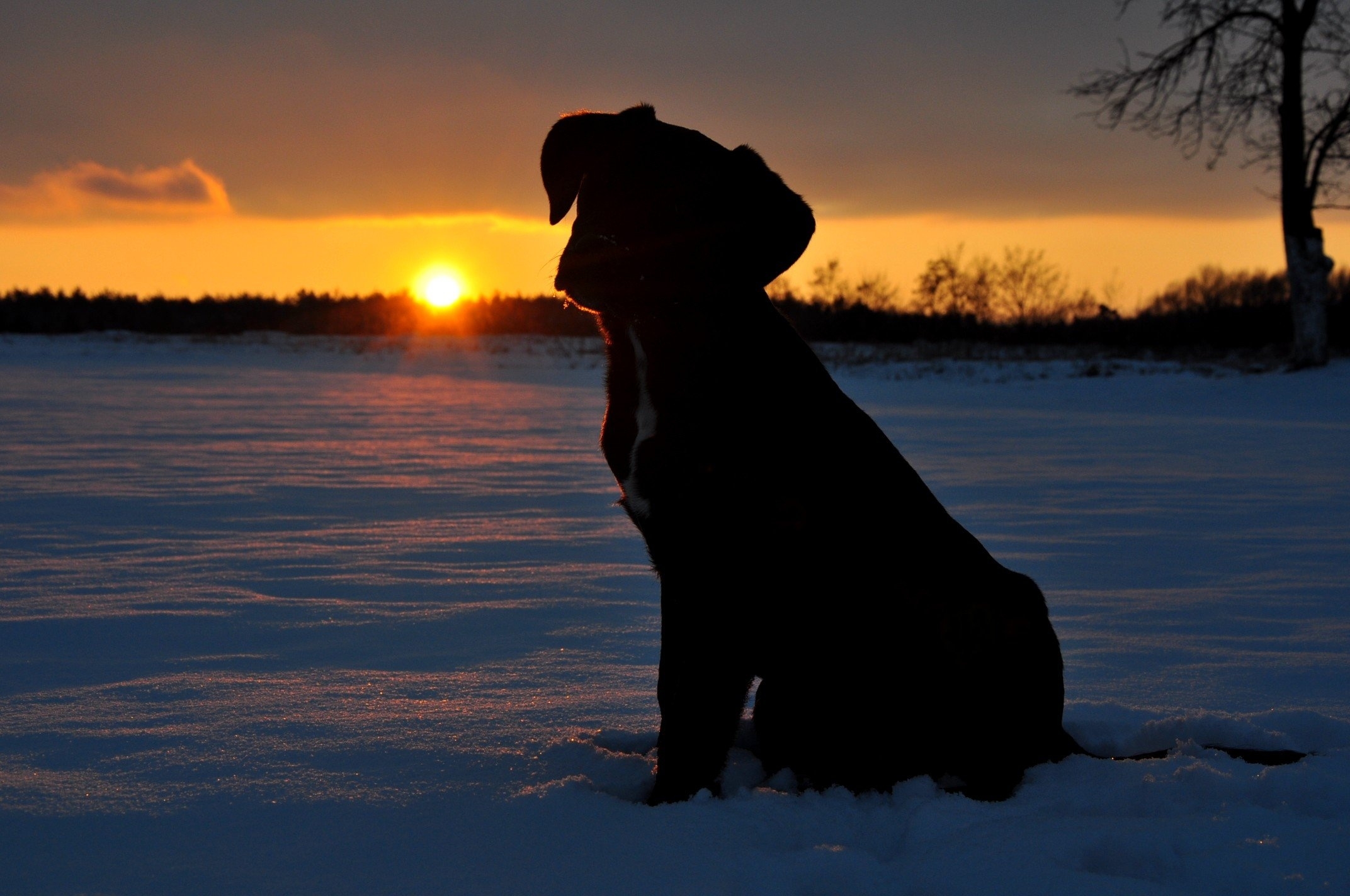 Laden Sie das Hunde, Hund, Tiere-Bild kostenlos auf Ihren PC-Desktop herunter