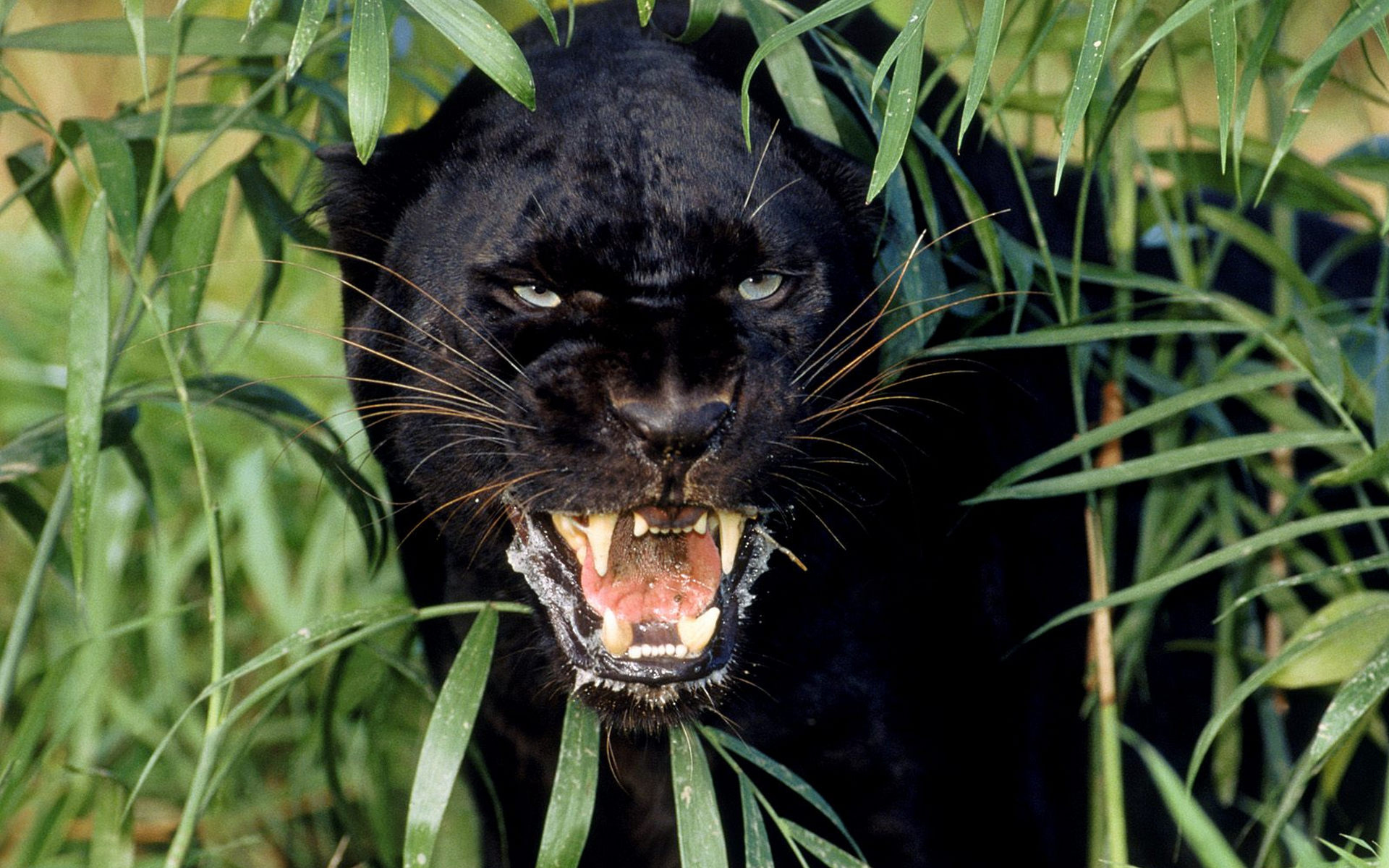 285533 Bild herunterladen tiere, schwarzer panther, katzen - Hintergrundbilder und Bildschirmschoner kostenlos