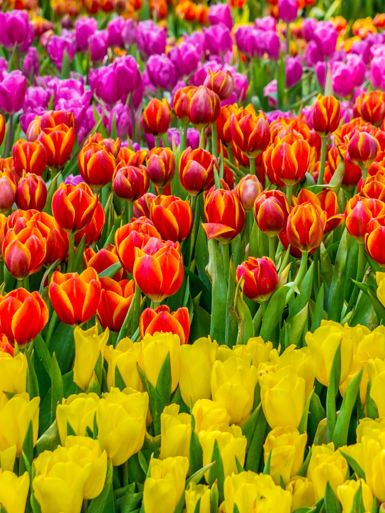 Download mobile wallpaper Nature, Flowers, Summer, Flower, Earth, Tulip, Yellow Flower, Pink Flower, Orange Flower for free.