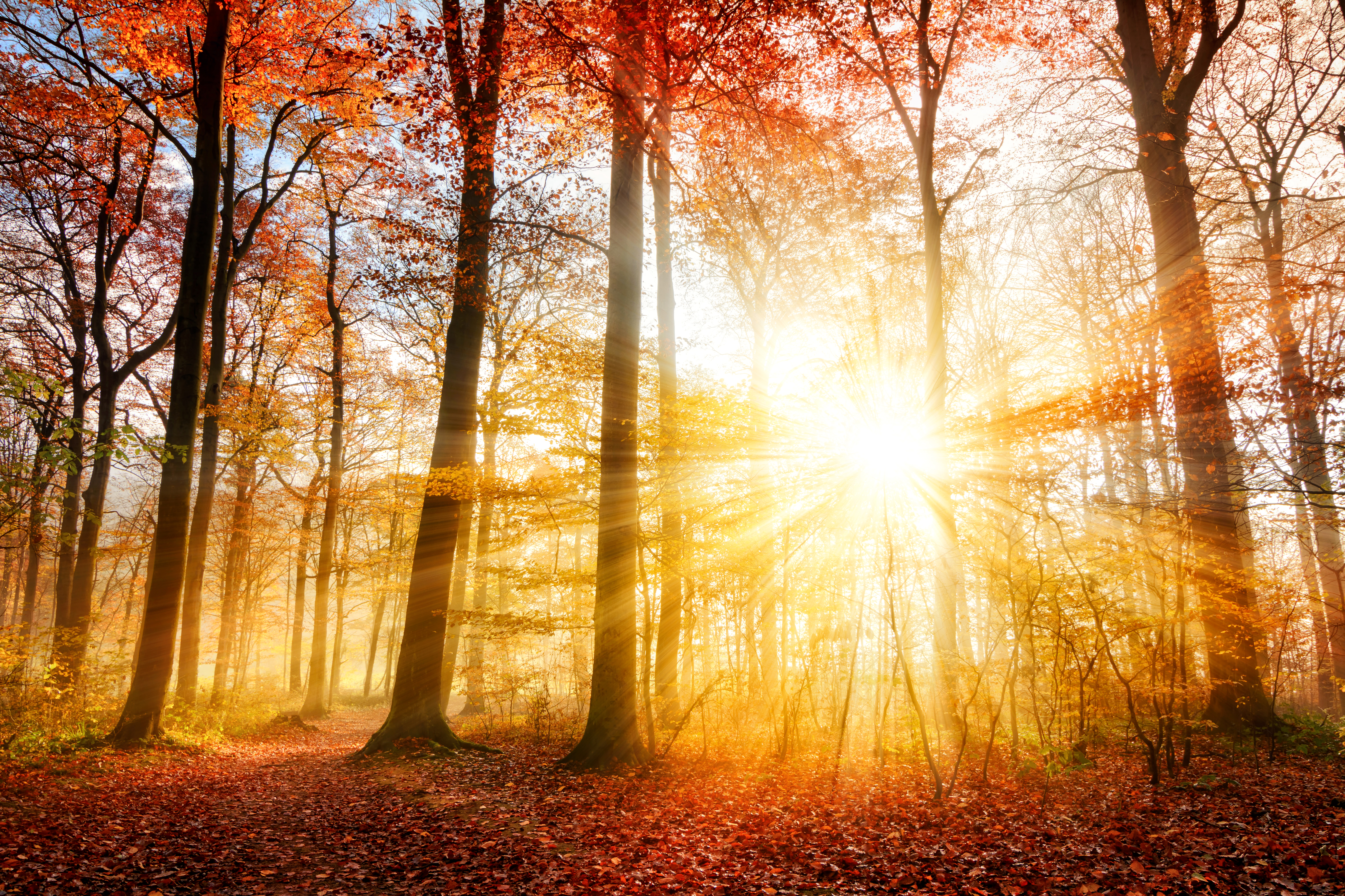 Скачать картинку Природа, Осень, Лес, Дерево, Солнечный Свет, Солнечный Луч, Земля/природа в телефон бесплатно.