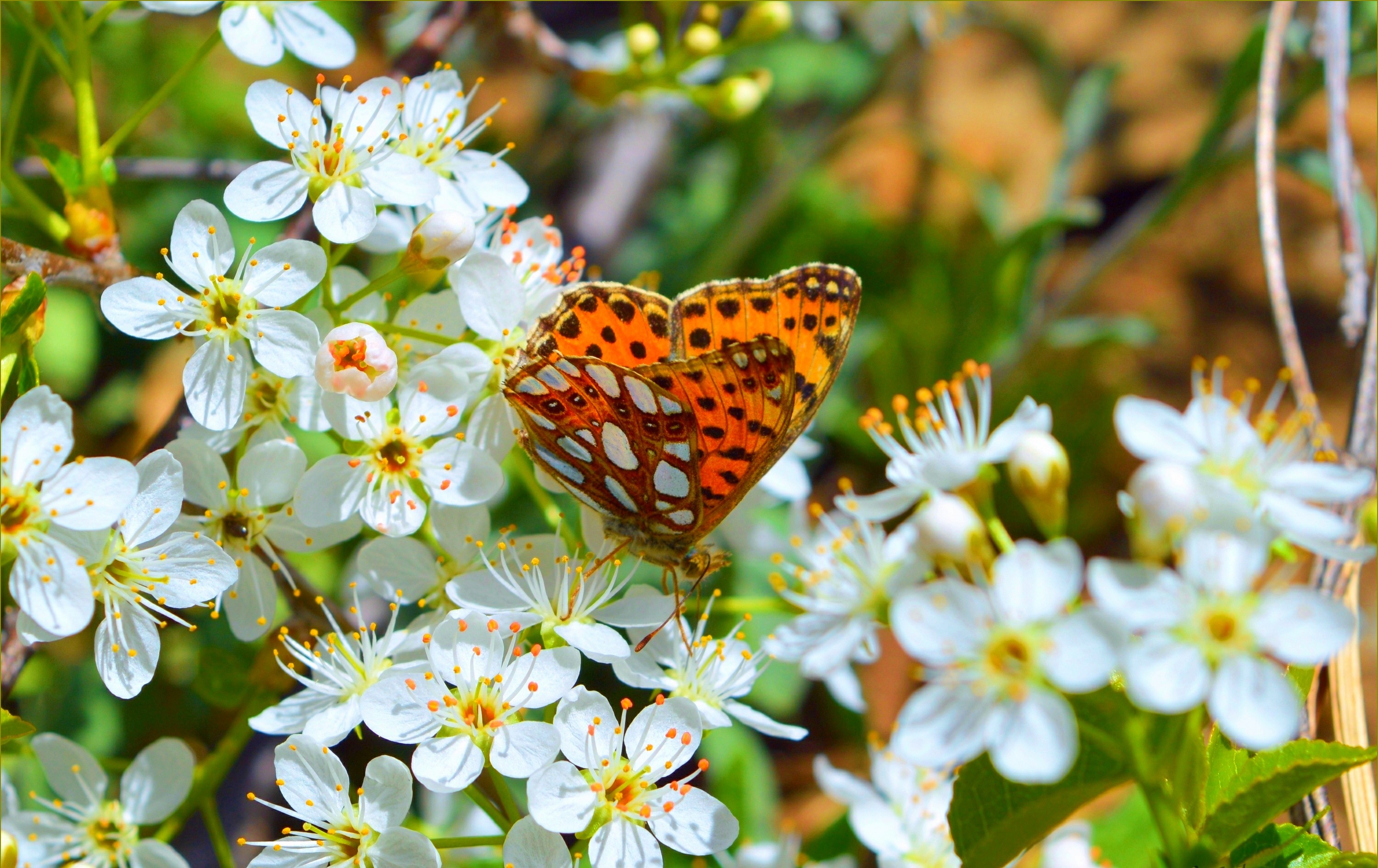 Laden Sie das Tiere, Schmetterlinge, Blume, Blüte, Weiße Blume-Bild kostenlos auf Ihren PC-Desktop herunter