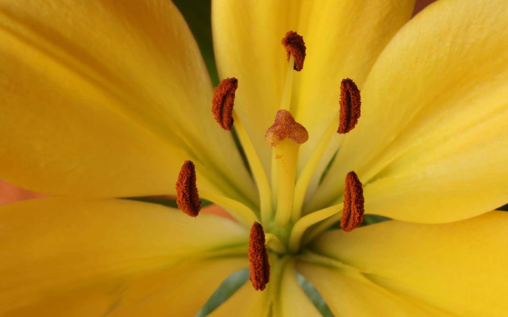 Téléchargez gratuitement l'image Fleurs, Fleur, Terre/nature sur le bureau de votre PC