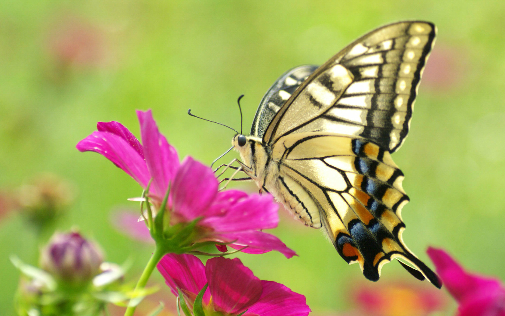 Download mobile wallpaper Butterfly, Animal for free.