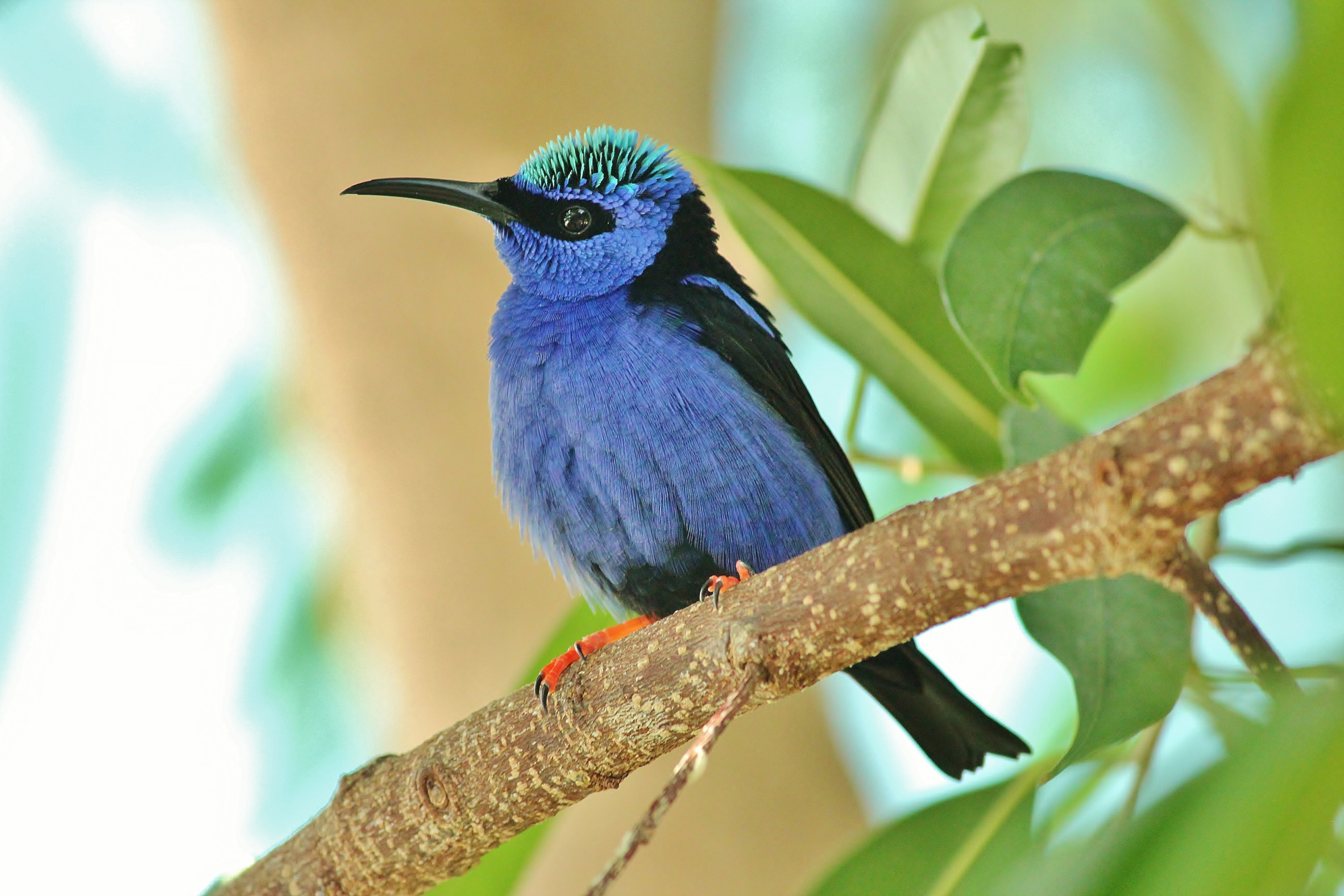 Free download wallpaper Birds, Bird, Branch, Animal, Hummingbird on your PC desktop