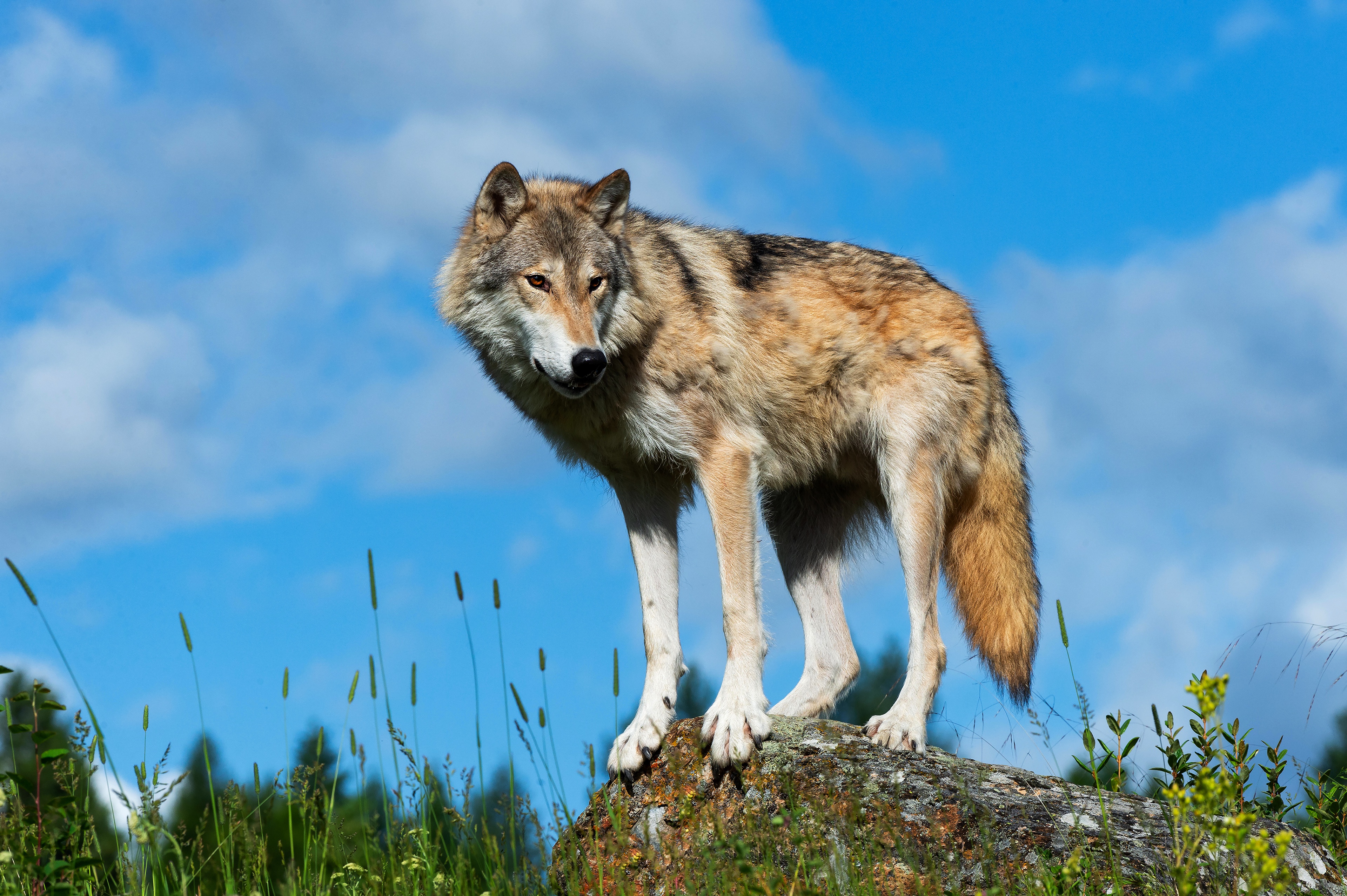 Téléchargez gratuitement l'image Animaux, Loup, Wolves sur le bureau de votre PC