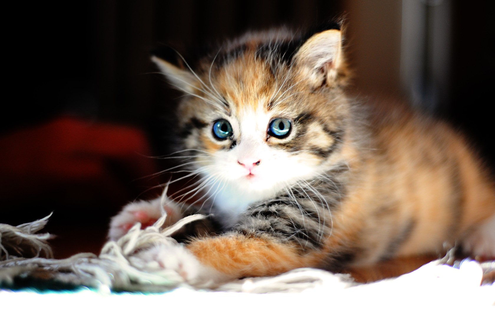 Baixe gratuitamente a imagem Animais, Gatos, Gato na área de trabalho do seu PC