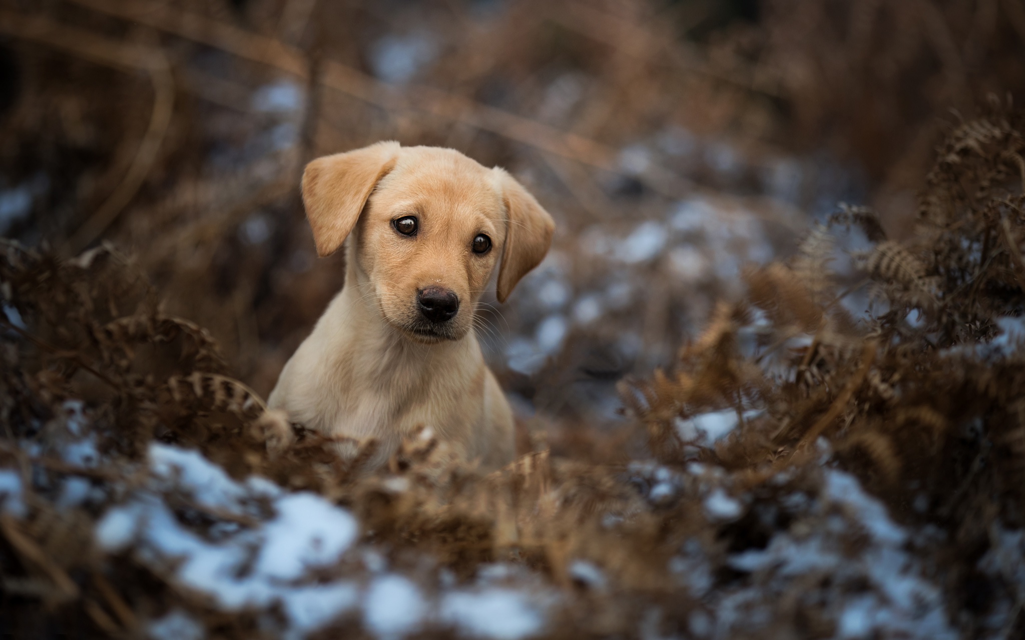 Free download wallpaper Dogs, Dog, Animal, Puppy, Golden Retriever, Baby Animal on your PC desktop