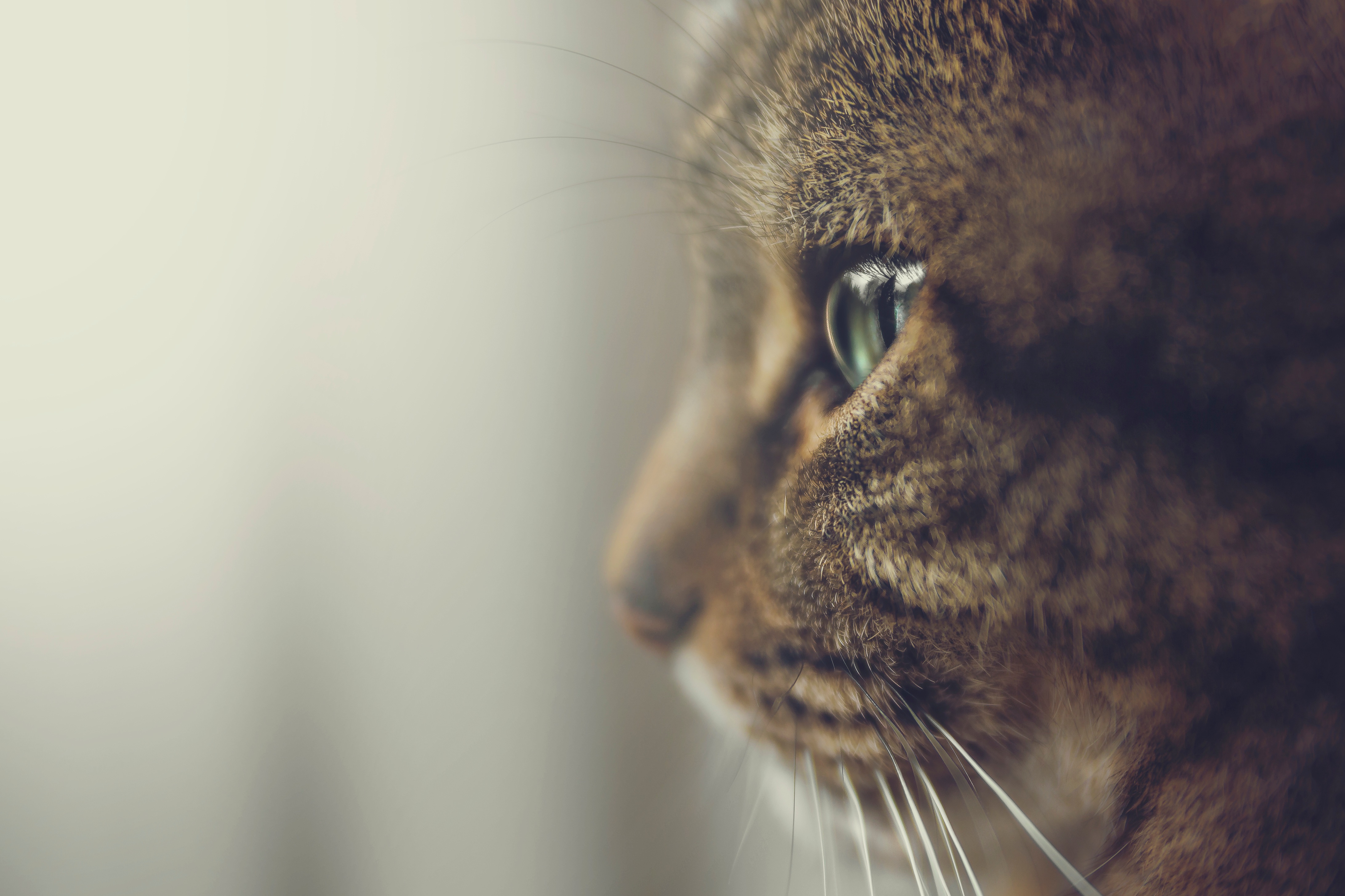 cat, animals, muzzle, eyes, profile 1080p